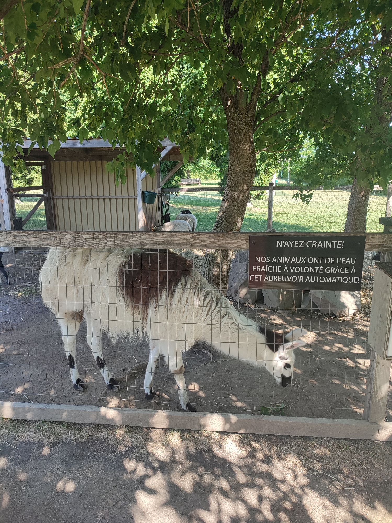 The image depicts a llama with white and brown fur standing in a fenced enclosure. A sign with French text is attached to the fence, reading "N'AYEZ CRAINTE! NOS ANIMAUX ONT DE L'EAU FRAÎCHE À VOLONTÉ GRÂCE À CET ABREUVOIR AUTOMATIQUE!" which translates to "DO NOT WORRY! OUR ANIMALS HAVE FRESH WATER AT WILL THANKS TO THIS AUTOMATIC DRINKER!". Behind the llama, a rustic wooden shed with a corrugated metal roof is visible, and further in the background, trees and a grassy area suggest an outdoor setting. Two sheep are also visible in the background, near the shed. The ground within the enclosure is dirt and dry grass. The scene is illuminated by natural sunlight, casting shadows from the trees onto the ground. The location is identified as Saint-Jean-Baptiste, Canada.