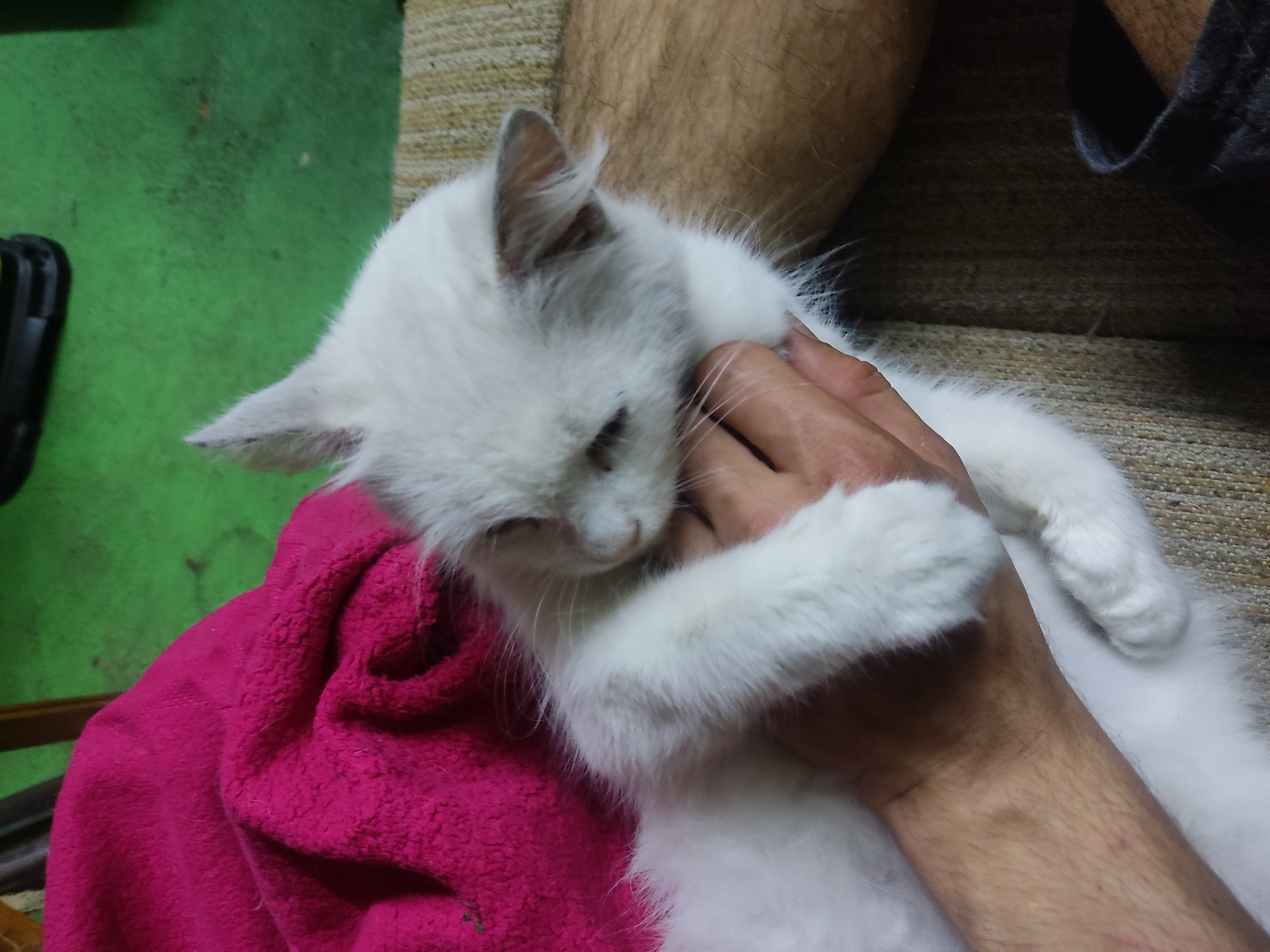 A fluffy white cat is being held by a person's hand. The cat is resting its head and paws on the person's arm, with its eyes closed. The cat has light gray fur on its ears and a pink blanket is visible behind it. The background appears to be an indoor setting with a green floor and a patterned couch. The image was taken in Marianivka, Ukraine.