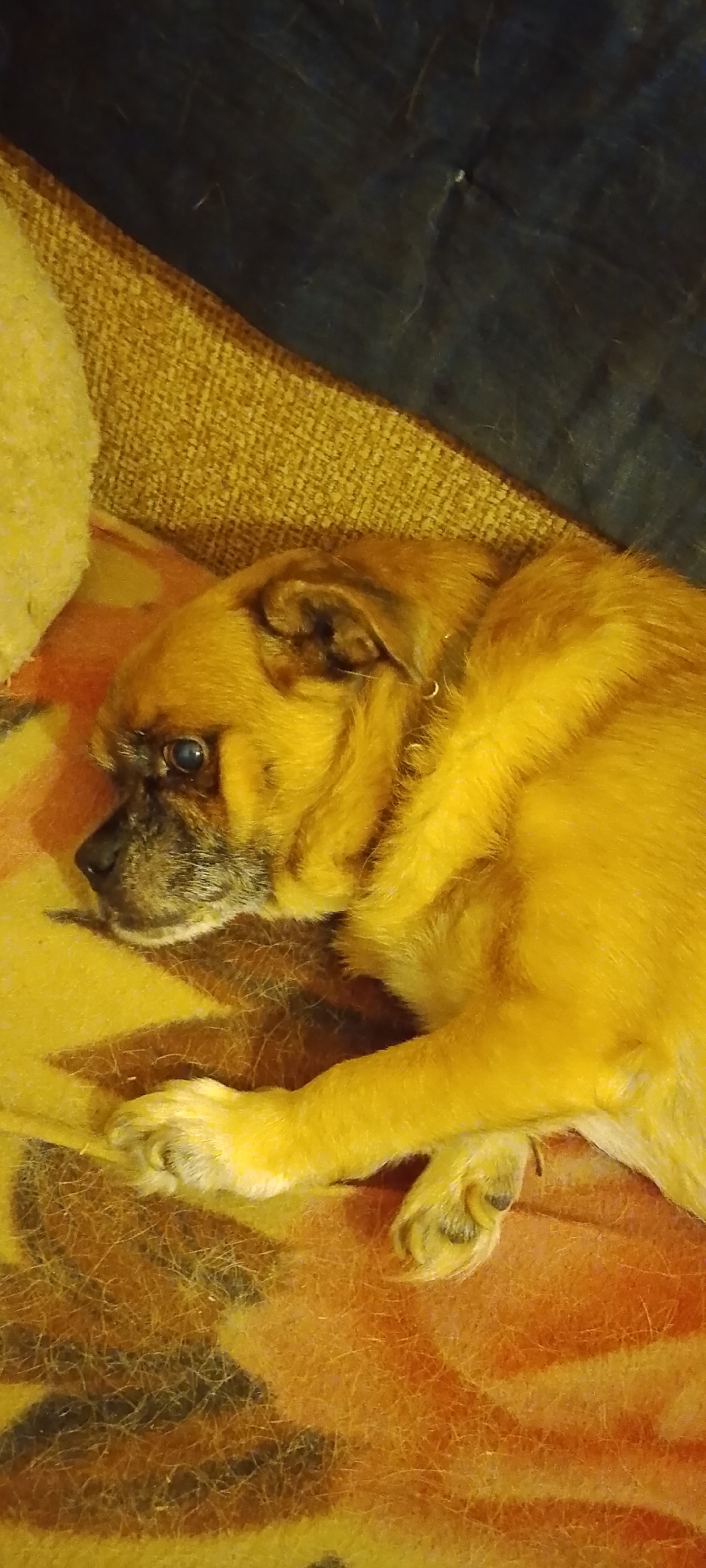 A small, fawn-colored dog with a black muzzle lies on its side on a textured, yellow and orange patterned blanket. The dog's eyes are open, and its head is turned to the left. Behind the dog, a dark blue material is visible, possibly a blanket or fabric. The scene appears to be indoors, likely in a domestic setting. There are no discernible landmarks or context clues to suggest a specific location within the city of Belgorod, Russia.