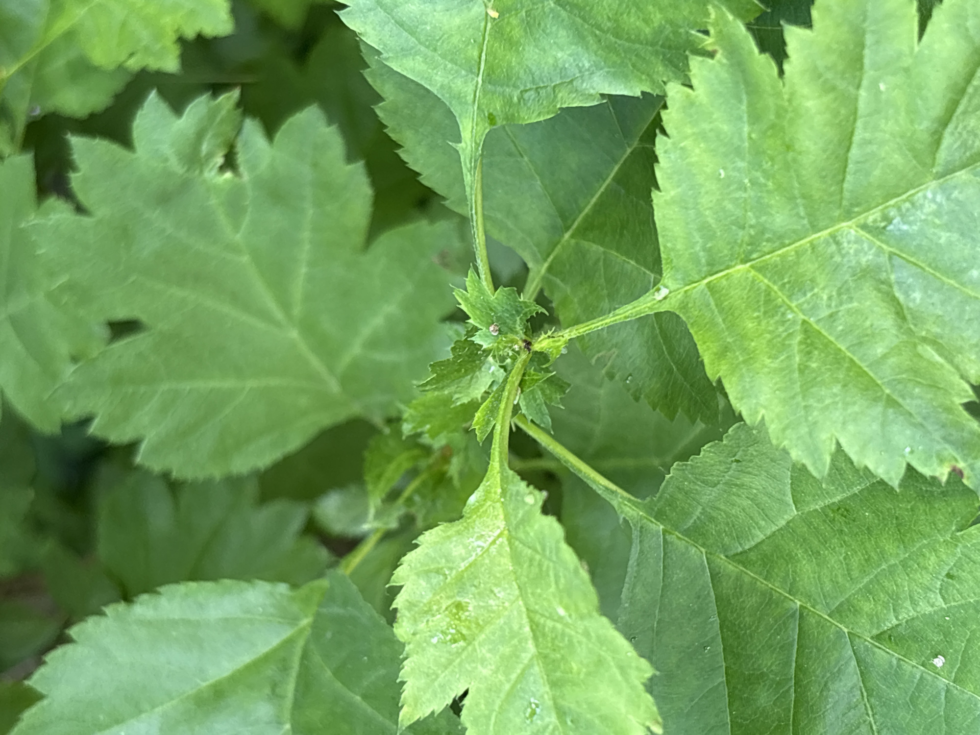 A close-up photograph displays a vibrant arrangement of green plant leaves, suggesting a healthy shrub or tree in an outdoor setting in Saint Petersburg, Russia. The image is entirely filled with foliage, showcasing various shades of green from bright lime to deeper forest tones.
The leaves are characterized by their distinctly serrated or toothed edges, and some appear to have a lobed structure. Prominent vein patterns are visible across the surfaces of the larger leaves. At the center of the composition, a cluster of smaller, new leaves or buds indicates active growth. The central stem supporting this new growth is also visible.
Several tiny white specks, possibly water droplets or dust, are scattered on the leaf surfaces. The lighting is natural and even, suggesting daytime conditions, possibly under an overcast sky or dappled sunlight, as there are no harsh shadows. No people, discernible objects other than the plant, or text are visible in the image.