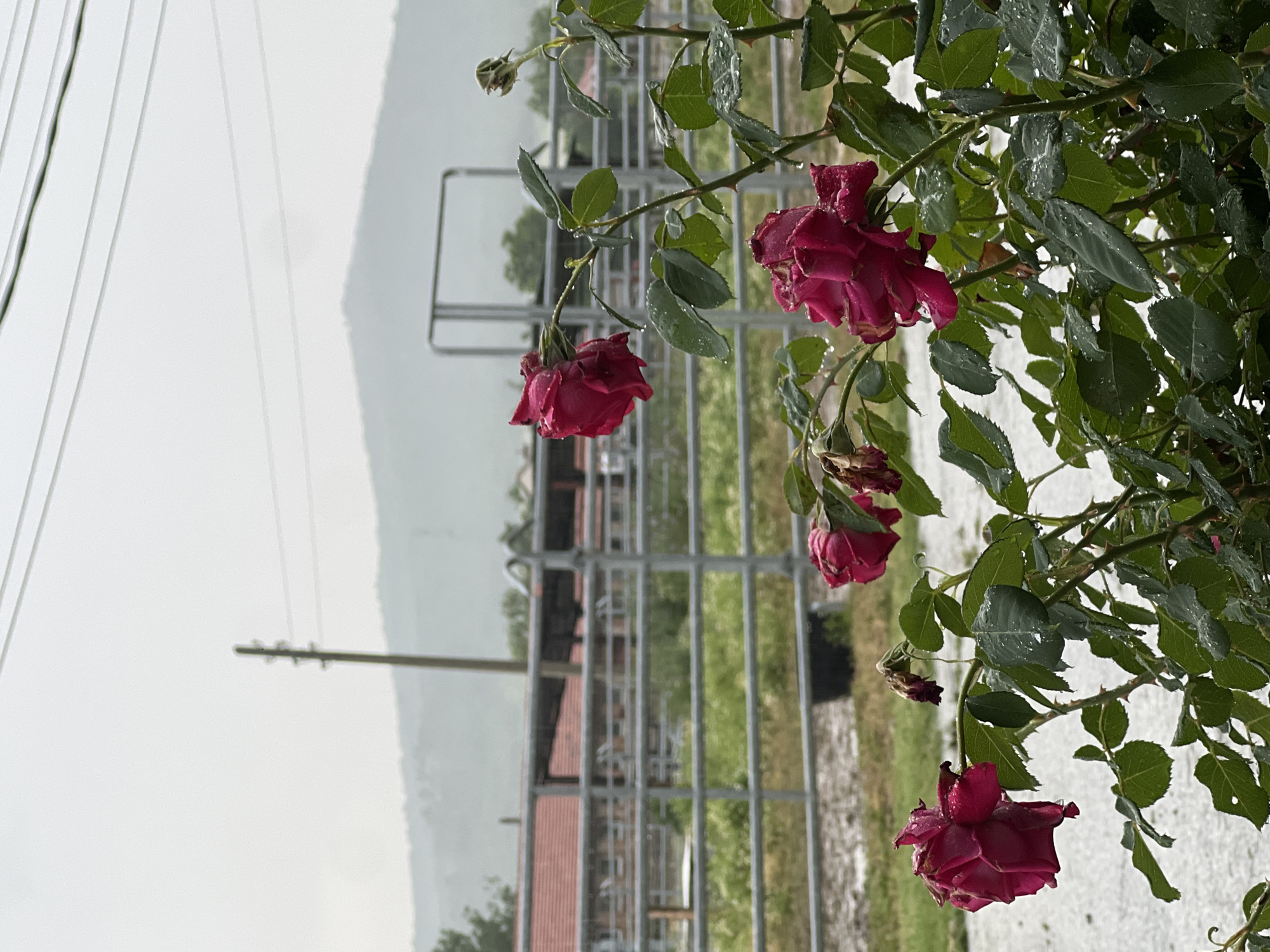 The image captures a rural or semi-rural scene in Ivan Vazovo, Bulgaria, dominated by a rose bush in the foreground, heavily laden with water droplets from recent rain. Several deep red or maroon roses are visible, some in full bloom and others slightly drooping, their petals and green leaves glistening with moisture. Thorns are evident along the rose stems.
In the midground, a light gray metal fence, likely part of an enclosure or agricultural property, extends horizontally across the frame. Through the fence, glimpses of green grass and a few low-slung buildings with reddish-brown roofs can be seen. To the far left, a utility pole with several power lines stretches upwards and towards the background.
The background features distant hills or mountains, shrouded in a soft, light gray mist or cloud cover, indicating an overcast sky. The overall impression is one of a quiet, natural setting immediately after a rain shower, with the focus on the delicate beauty of the wet roses against a muted, expansive landscape. No human activity or visible text is present.