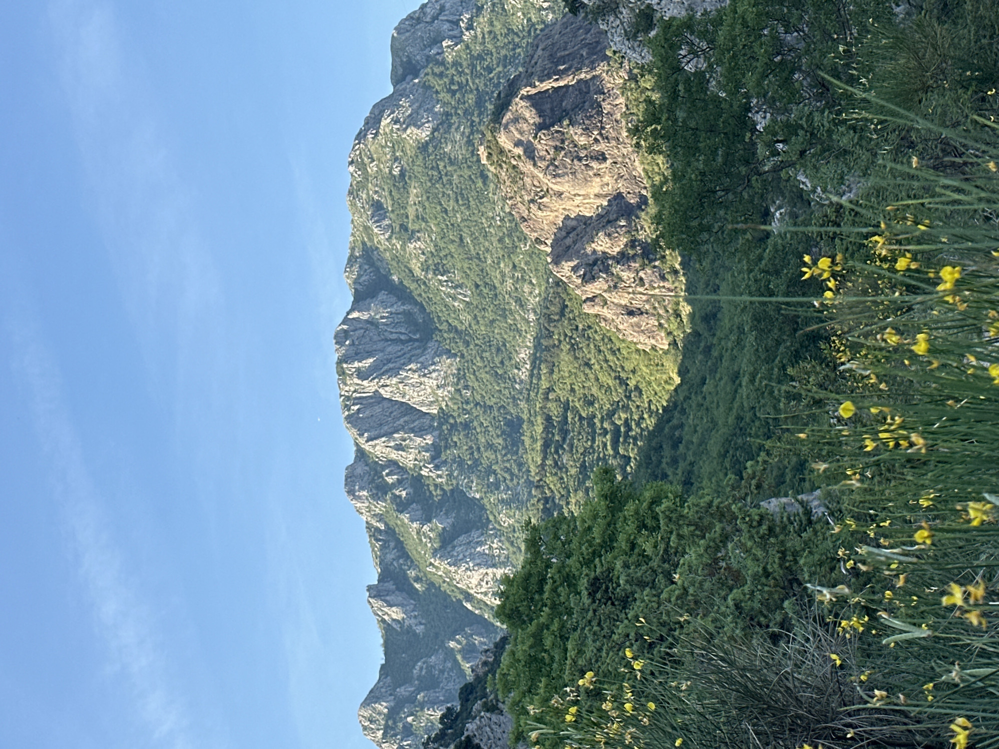 The image displays a vibrant mountainous landscape, characteristic of Zupci, Montenegro. A majestic mountain range dominates the background, featuring rugged, rocky peaks and slopes densely covered with lush green trees and varied vegetation. Strong, direct sunlight illuminates the mountainsides, highlighting their intricate geological textures and the different shades of green foliage.
In the foreground, particularly on the right side, are dense bushes adorned with numerous small, bright yellow flowers. These blossoms provide a striking splash of color against the otherwise green and rocky terrain. Additional dark green shrubs and plants are visible in the immediate foreground, suggesting the photograph was taken from within a natural, vegetated area.
The upper left portion of the image shows a clear, brilliant blue sky, with only a few faint, wispy clouds visible, indicating fair and pleasant weather. The angle and intensity of the sunlight suggest the time of day is late morning or early afternoon. The scene portrays a peaceful and untouched natural environment, with no discernible human activity or visible text.