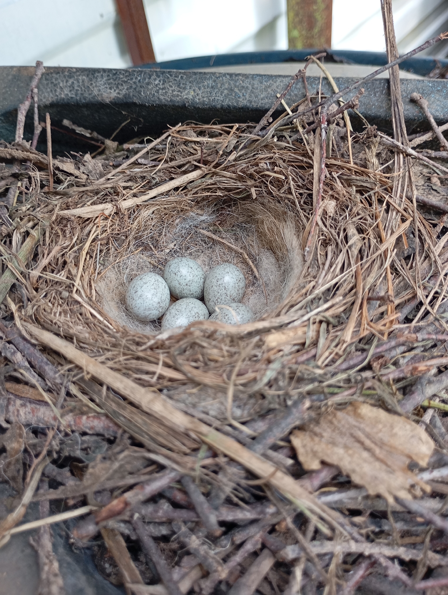 A close-up, eye-level shot showcases a bird's nest constructed from twigs and dried grasses, lined with soft down. Inside the nest, five speckled, pale blue-gray eggs are nestled. The nest is positioned on the rim of a dark, textured planter. The background is blurred, with hints of a light-colored structure and a wooden post, suggesting an outdoor urban or suburban environment. There are no people or animals visible in the frame. The scene does not provide any information about the city of Ryabki, Russia.