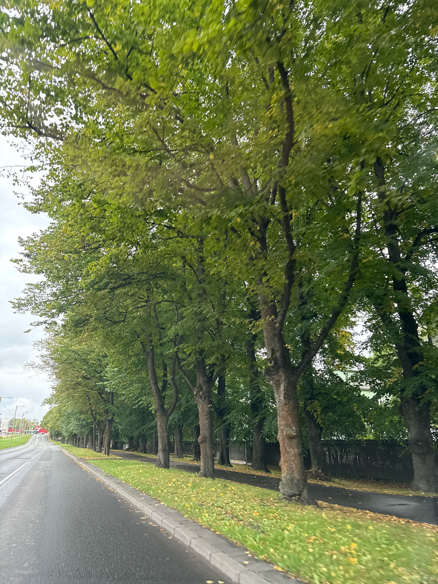 The image shows a tree-lined street in Tallinn, Estonia. The street is wet, indicating recent rain or dew. On the left, a paved road with white lane markings curves to the left, disappearing into the distance. There are streetlights visible in the distance on the left side of the road. On the right side of the road, a sidewalk runs parallel to the street, bordered by a strip of grass that is partially covered with fallen yellow leaves. Beyond the grass, a row of mature trees with dense green foliage lines the street. A dark wooden fence is visible behind the trees. The sky is overcast. The image appears to have been taken from a moving vehicle, as indicated by the motion blur on the trees and foliage.