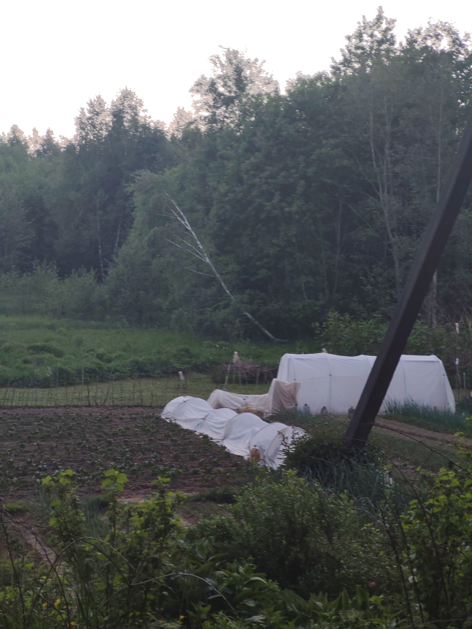 The image shows a garden located near a wooded area, with no specific city or location identified. The garden features rows of plants, some covered with white, translucent structures resembling miniature greenhouses. A power pole stands prominently in the foreground. The background consists of dense trees and foliage. The overall scene appears rural or semi-rural.