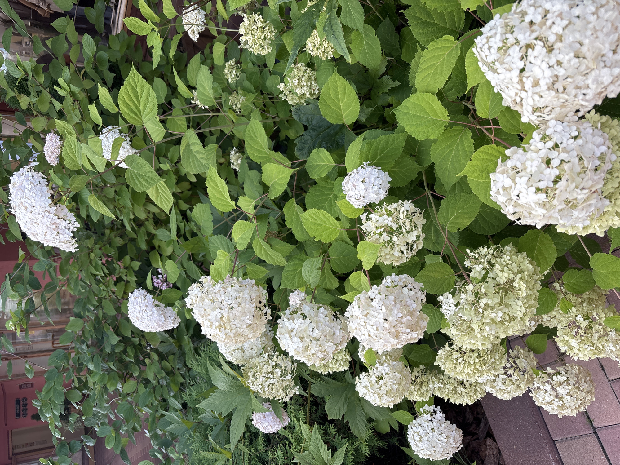 In Pokrovskoe, Russia, a dense hedge of hydrangeas with large, white, and light green blooms dominates the foreground. The flowers are clustered in round, cone-shaped formations, some appearing fuller than others. The surrounding leaves are a vibrant green, creating a lush backdrop. In the upper left portion of the image, a portion of a building with a pale pink facade and wooden doors is visible. The building features ornate architectural details, including a sign with the numbers "905" and what appear to be stylized decorative elements above it. A brick pathway or ground surface is visible in the lower left corner, partially obscured by the foliage. The lighting suggests it is daytime, possibly overcast.