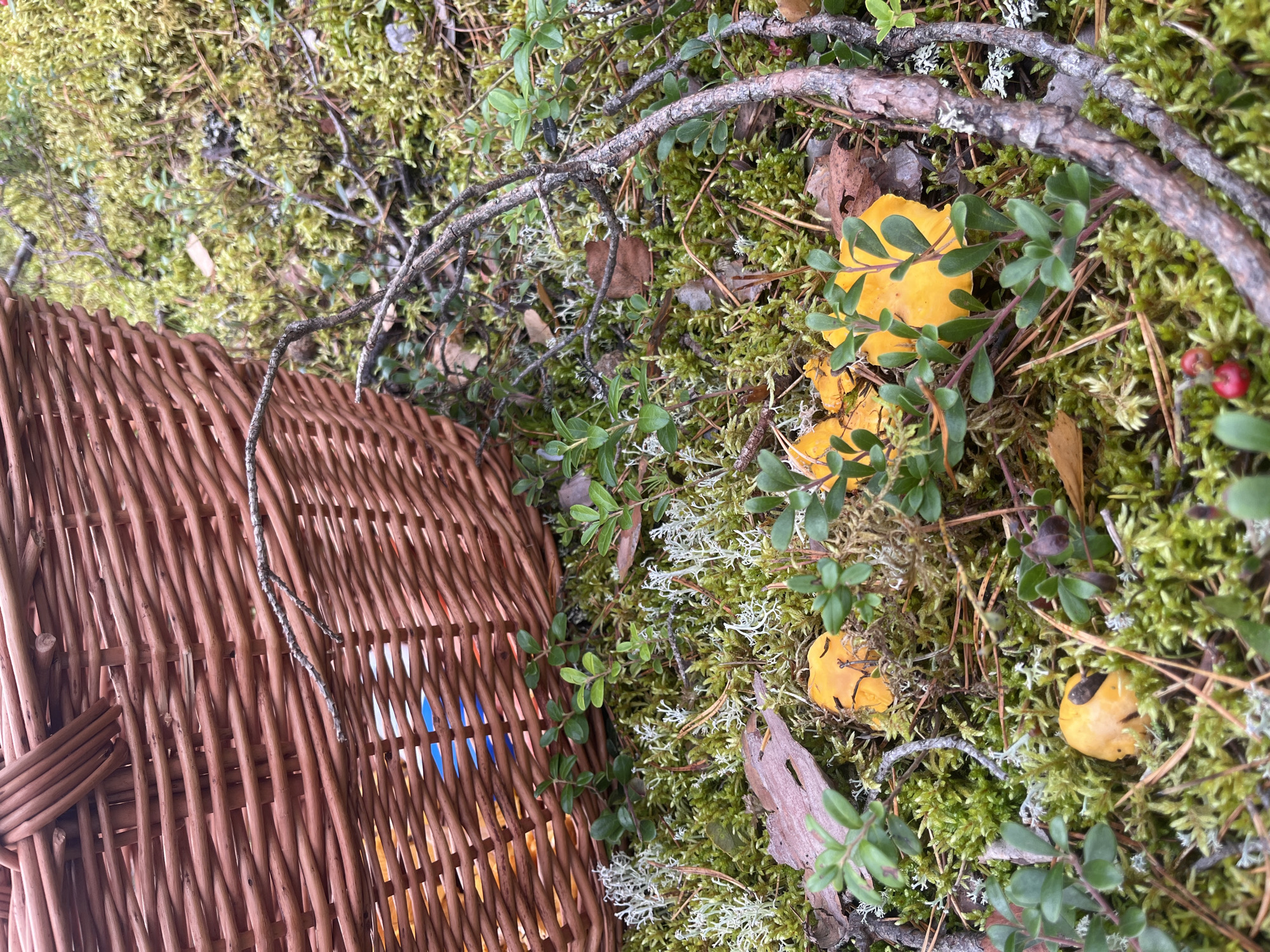 In a forest floor environment in or near Pillapalu, Estonia, a brown woven basket rests on moss, lichen, and scattered pine needles and leaves. Several bright yellow chanterelle mushrooms are visible on the ground, some partially obscured by green lingonberry plants. A few small red berries are also present. A bare, twisted branch extends across the foreground, adding to the natural forest scene. Inside the basket, glimpses of orange and blue items are visible. No people are present.