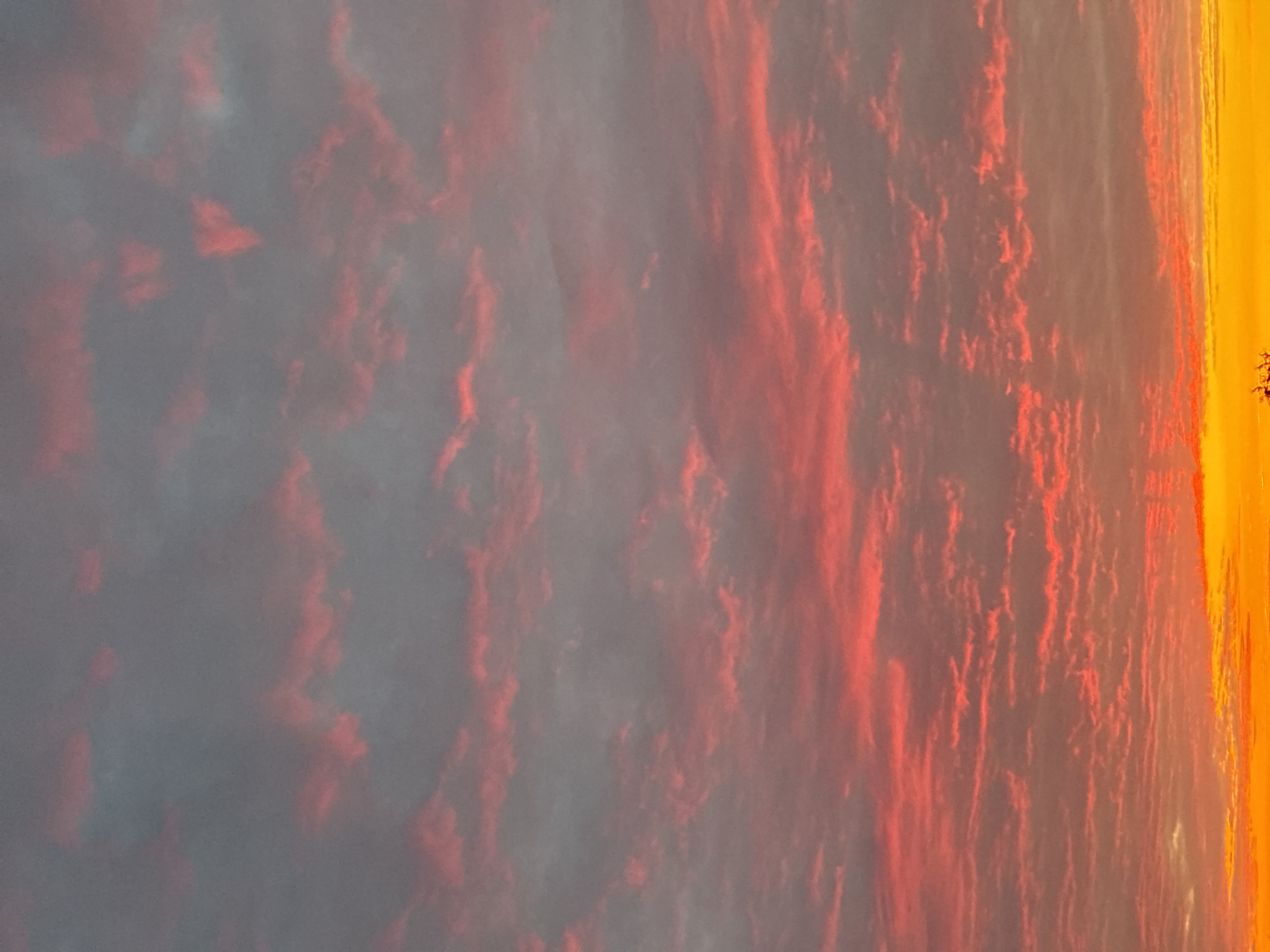 The image displays a panoramic view of a sky at sunrise or sunset, situated over the location of Unknown, Unknown. The upper third of the frame shows an expanse of muted grey and blue-grey clouds interspersed with scattered, pale pink cloud fragments. Progressing downwards, the clouds become increasingly saturated with color, transitioning into distinct, elongated, and streaky formations of vibrant red against a diminishing grey background. The lower half of the image features intense crimson and scarlet clouds, which then give way to a broad band of bright orange light. At the very bottom edge of the frame, this orange intensifies into a brilliant yellow glow, with a small, dark, irregular organic shape, consistent with treetops or foliage, visible centrally against the yellow horizon. The overall impression is one of widespread, fragmented stratiform clouds illuminated from below by strong, warm light. No human figures, animals, or man-made structures are present.