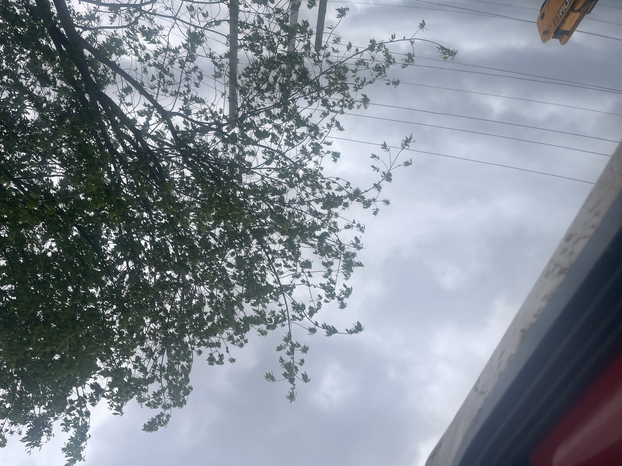 A low-angle shot shows foliage of a tree with light-colored leaves against a cloudy sky in an unspecified location. Power lines are visible. A yellow mechanical arm or boom is partially visible at the top right. The edge of a gray and red object is present at the bottom right of the frame.