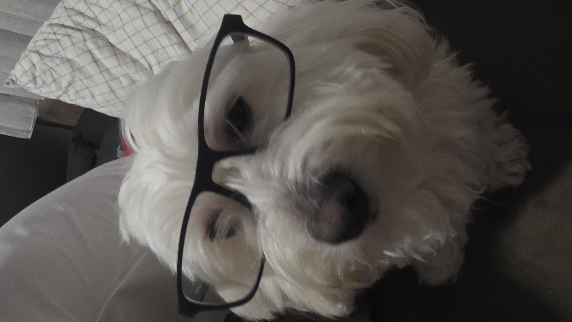 A close-up, angled view shows a white, fluffy dog with black-rimmed glasses perched on its face. The dog's eyes are visible behind the lenses, and its black nose is centered. The dog appears to be indoors, resting on a surface covered by a white cloth to the left and a brown surface to the right. A checkered cushion is visible in the upper left corner. No other people, actions, or interactions are visible. The location in Blagoevgrad, Bulgaria, is undetermined.