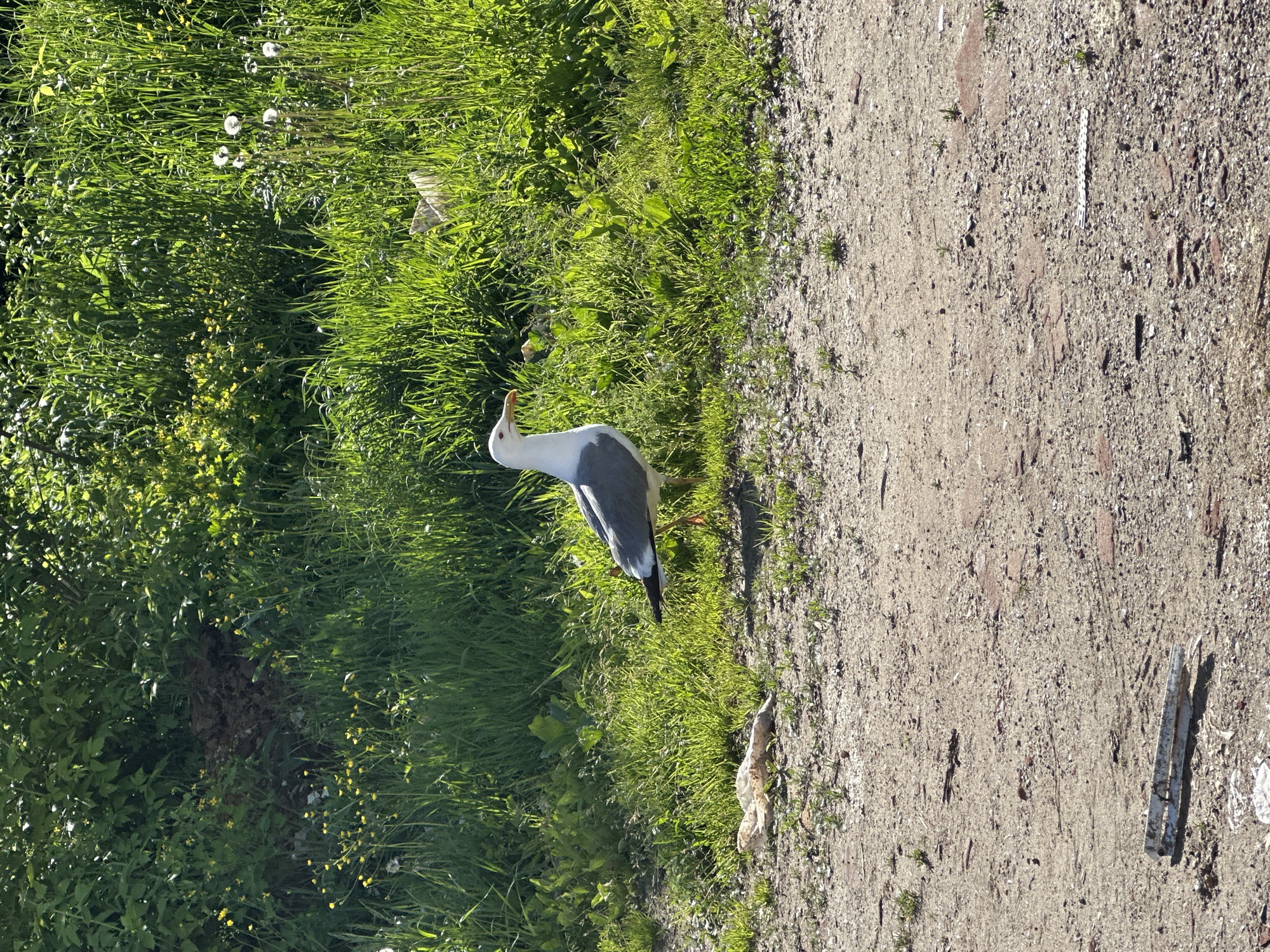 The scene appears to be an outdoor location in the city of Chaikovsky, Russia, showing a seagull near a grassy area next to a dirt path. The seagull is standing on the edge of the grass, near the path, with its head raised. The grassy area consists of green vegetation with some dandelions. The dirt path is characterized by its light brown color, with small stones. Additionally, there is a piece of debris on the path, potentially trash, along with some metallic and plastic objects scattered.