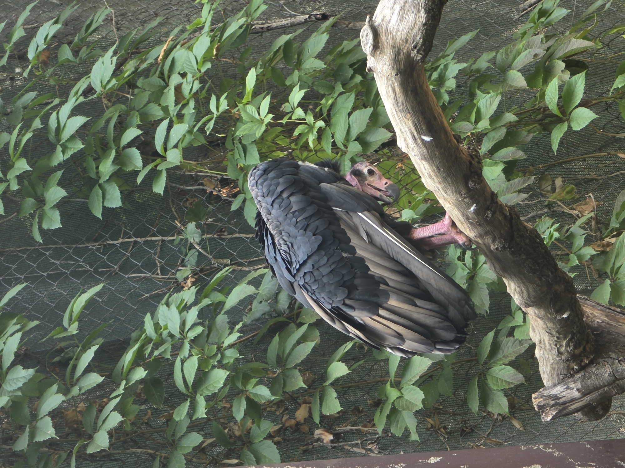 In Bussolengo, Italy, a black vulture is perched on a weathered tree branch. The vulture's plumage is primarily black, with hints of grey and brown on its wings. Its head is partially obscured as it tucks its neck down, revealing a pinkish, unfeathered face with visible eyes. Its pink legs are visible gripping the branch. The background is densely covered in lush green foliage, with some leaves showing autumnal discoloration. A dark mesh fence can be seen behind the vegetation. The scene suggests a natural habitat or an enclosure within a zoological setting.