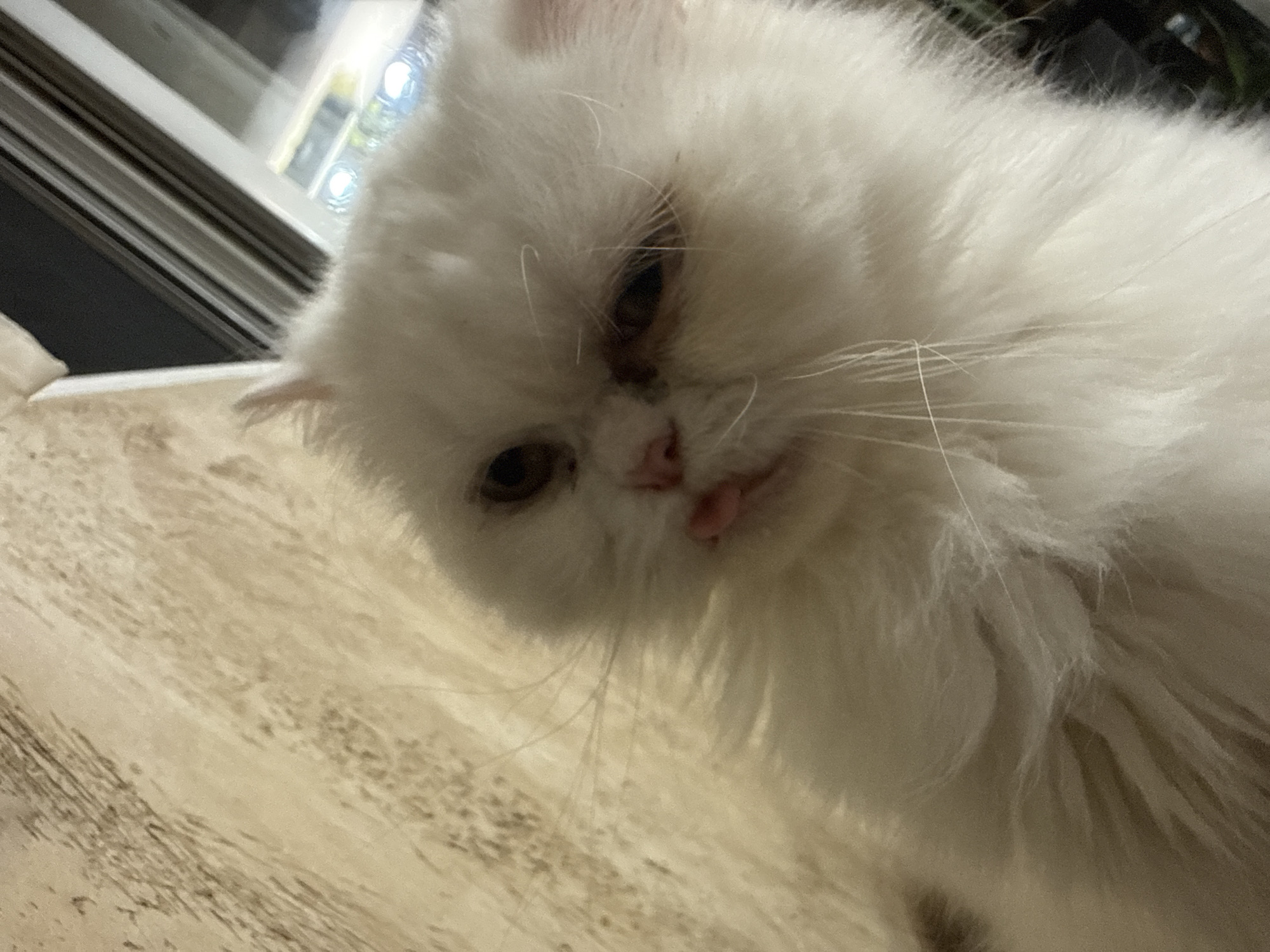 A close-up, overhead shot features a white Persian cat with its tongue slightly sticking out. The cat's face is mostly visible, with dark brown eyes and pink nose. The background is blurred, with a textured wall on the left and a window with blinds on the right. No specific location in Burgas, Bulgaria is identifiable from the image.