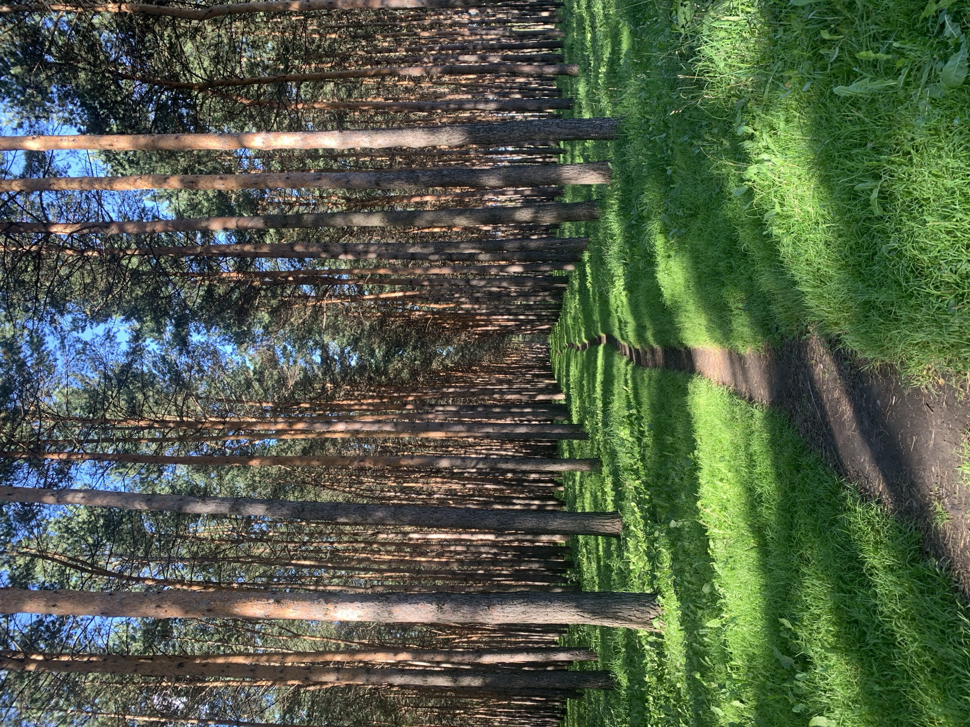 The image depicts a well-maintained dirt path winding through a dense forest of tall pine trees. The trees are evenly spaced, creating a symmetrical visual effect that draws the eye towards the vanishing point in the distance. Lush green grass flanks the path, with sunlight casting dappled shadows from the tree canopy onto the ground. The sky visible through the trees is a clear blue. This scene is likely located in a park or recreational area within the city of Prokopyevsk, Russia, given its characteristic coniferous forest landscape. There are no people or animals visible in the frame, and the environment appears tranquil and undisturbed.