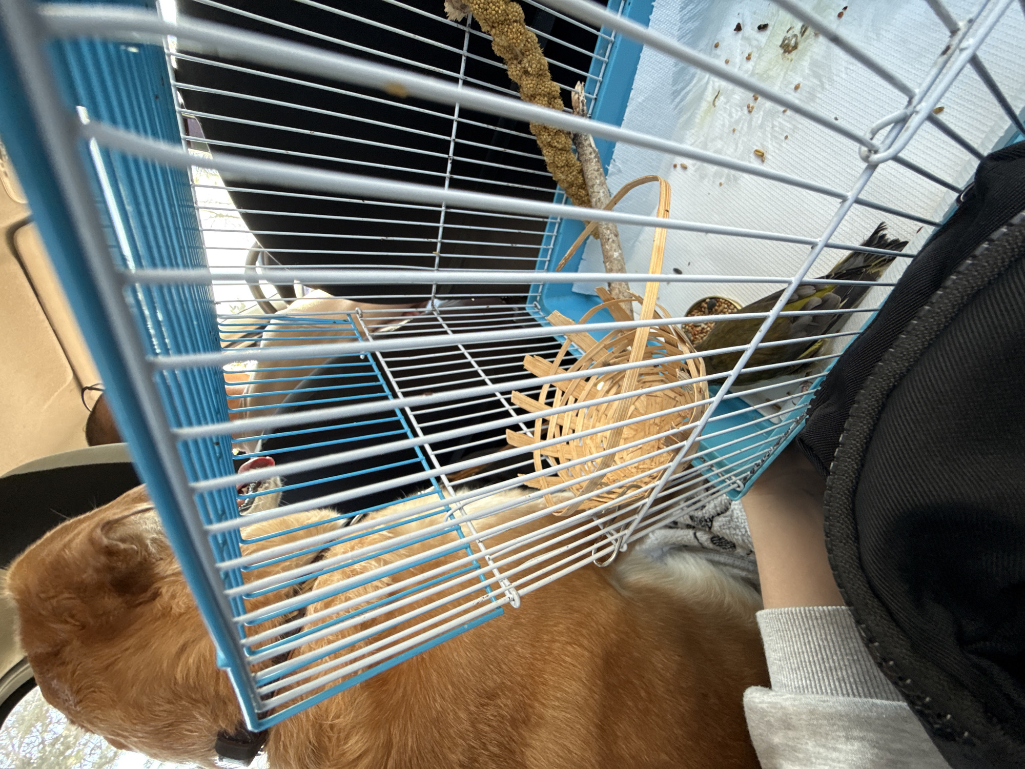 The image shows the interior of a vehicle, likely a car, with a dog and a birdcage. The dog, appearing to be a golden retriever, is seated in the vehicle with its head partially visible. A blue and white wire birdcage sits nearby, containing a bird with green and yellow plumage. Inside the cage, there is a twig, a food container, and some decorative straw. An arm and a piece of clothing can be seen, suggesting a person is present in the vehicle. The specific location within the City of Zagreb, Croatia cannot be determined from the visual information.