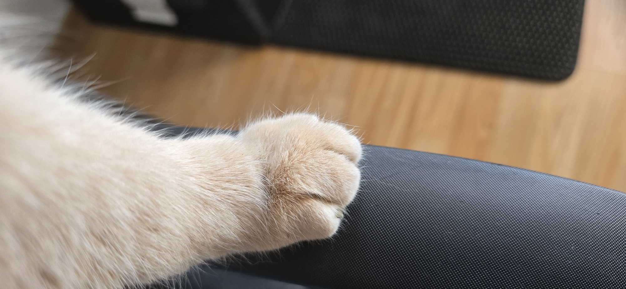 A close-up shot captures a light-colored cat's paw resting on a textured dark surface, possibly a chair or fabric. The paw, with its soft fur and visible toe beans, is positioned slightly off-center, with the cat's leg extending upwards and out of frame. The background shows a wooden floor with a blurred appearance, indicating a shallow depth of field. The overall lighting is soft and diffused, suggesting an indoor environment. There is no visible indication of the city of Sozopol, Bulgaria.