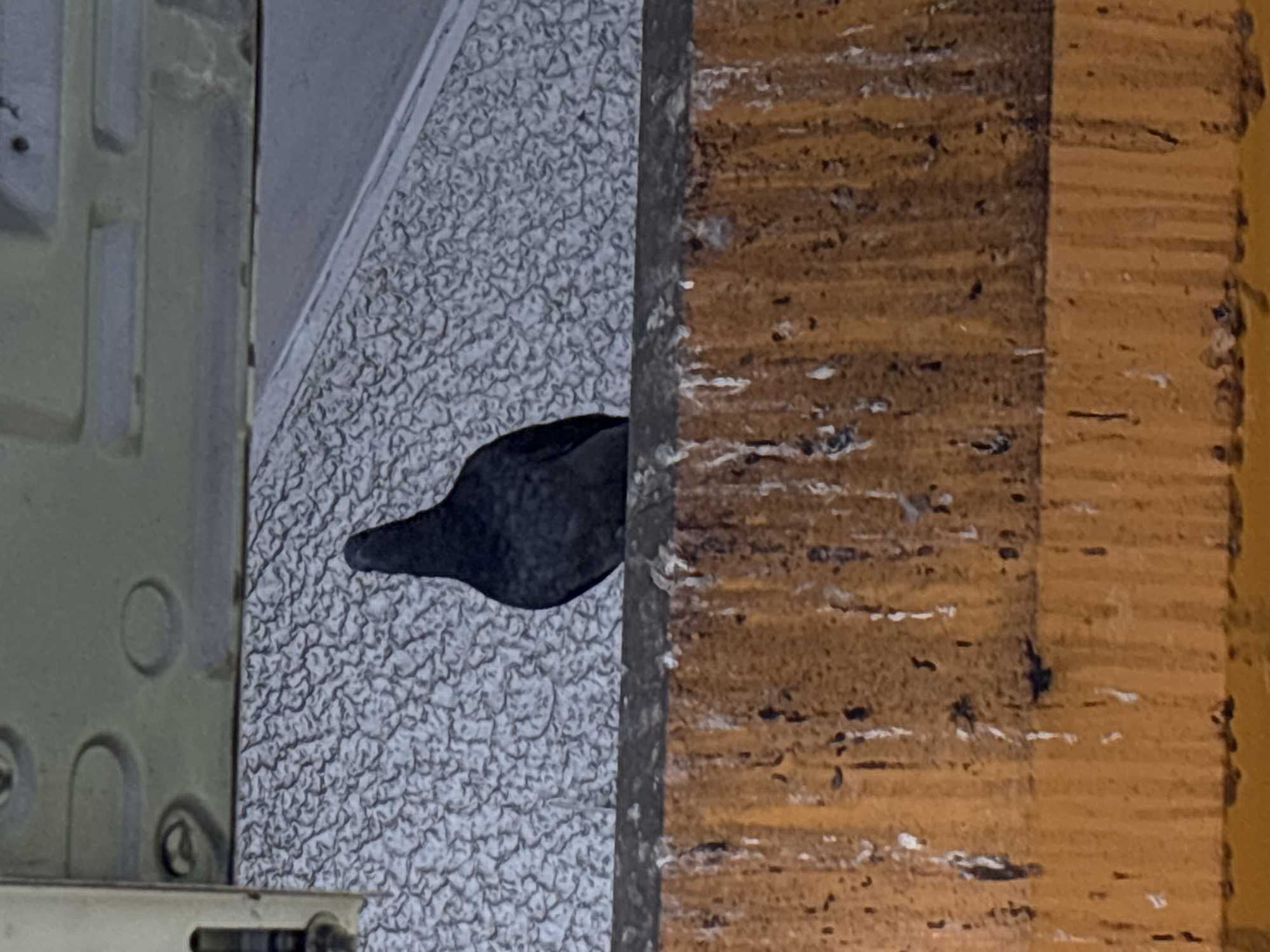 A close-up photograph depicts a dark object, possibly a door knocker, mounted on a textured, light-colored wall. To the left, a metallic structure with visible screws is present. A wooden frame runs vertically on the right side of the image, showing a textured surface with visible grain. The location within Belgrade, Serbia, is not discernible from the visual information provided. There are no visible people, actions, or interactions in the frame.