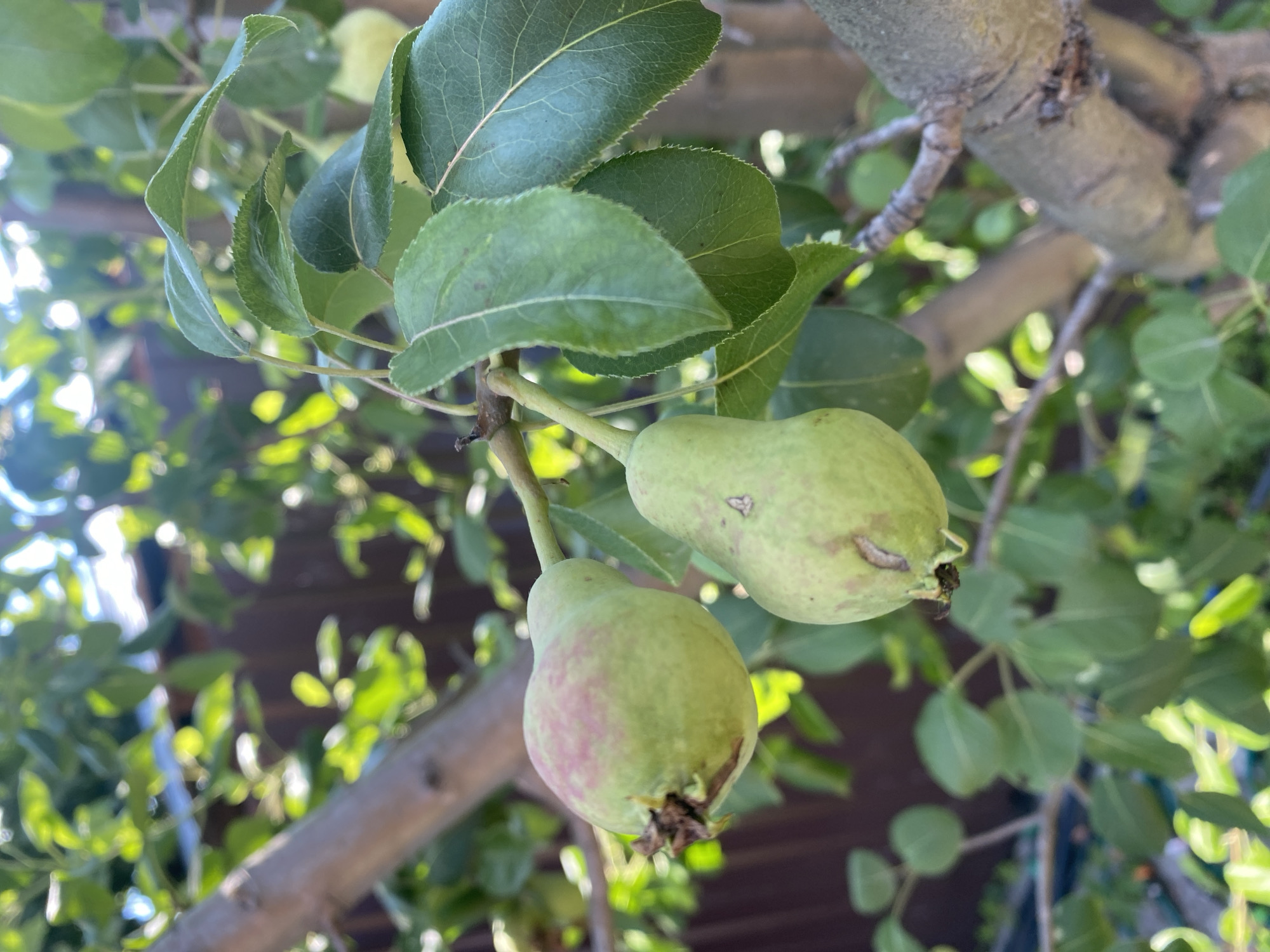 The image shows two unripe pears growing on a tree branch. The pears are green with some pinkish blush on one of them. They are surrounded by lush green leaves and the branches of the tree. In the background, a wooden fence is visible, partially obscured by the foliage. The lighting suggests it is daytime, with sunlight filtering through the leaves. There is no indication of the location in Novosibirsk, Russia, or any people, actions, or interactions.