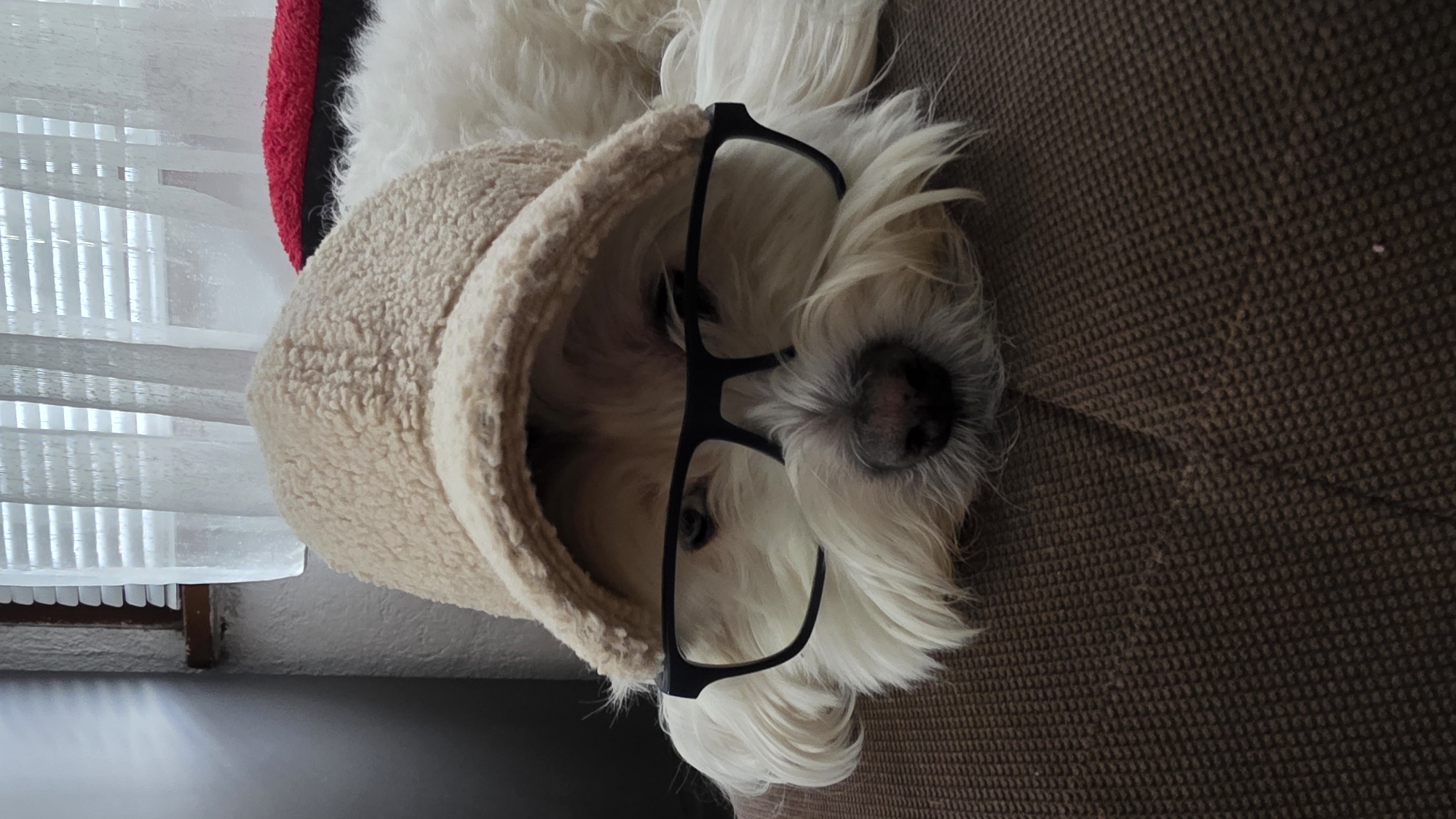 A dog lies on a brown textured surface. The dog, likely a West Highland White Terrier, is wearing black-rimmed glasses and is partially inside a tan-colored, fleece-lined pet bed. A window with partially-drawn blinds is visible in the background. The image is rotated, making it appear as if the dog is oriented vertically. The location cannot be determined based solely on the provided image.