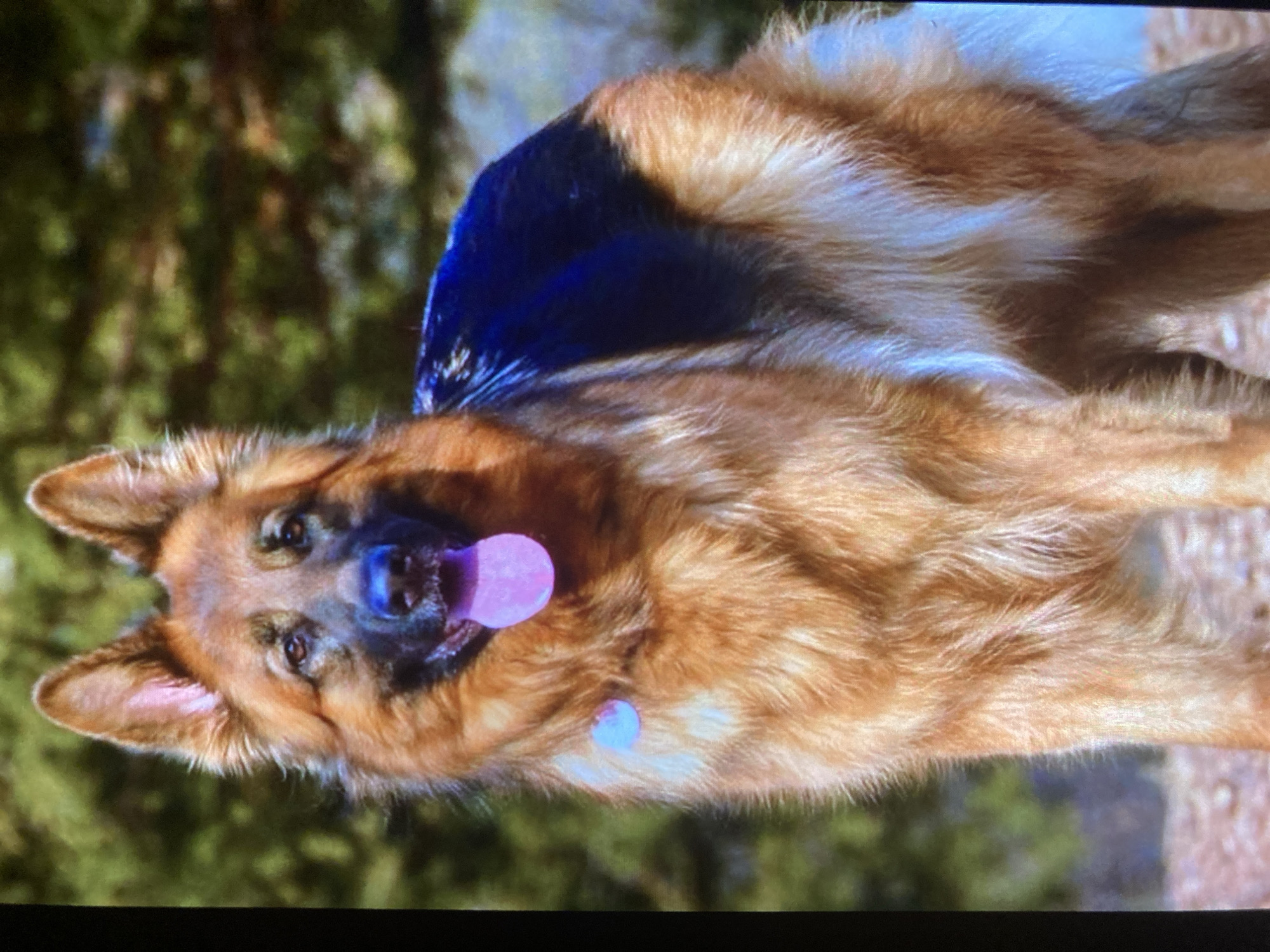 A German Shepherd dog with tan and black fur stands in an outdoor, natural setting, likely a park or wooded area. The dog is facing the camera, with its tongue slightly out and pink. It appears to be wearing a small, light blue tag around its neck. The background is blurred, showing green foliage and brown earth. There is no indication of the city of Ustyvytsia, Ukraine, in this image.