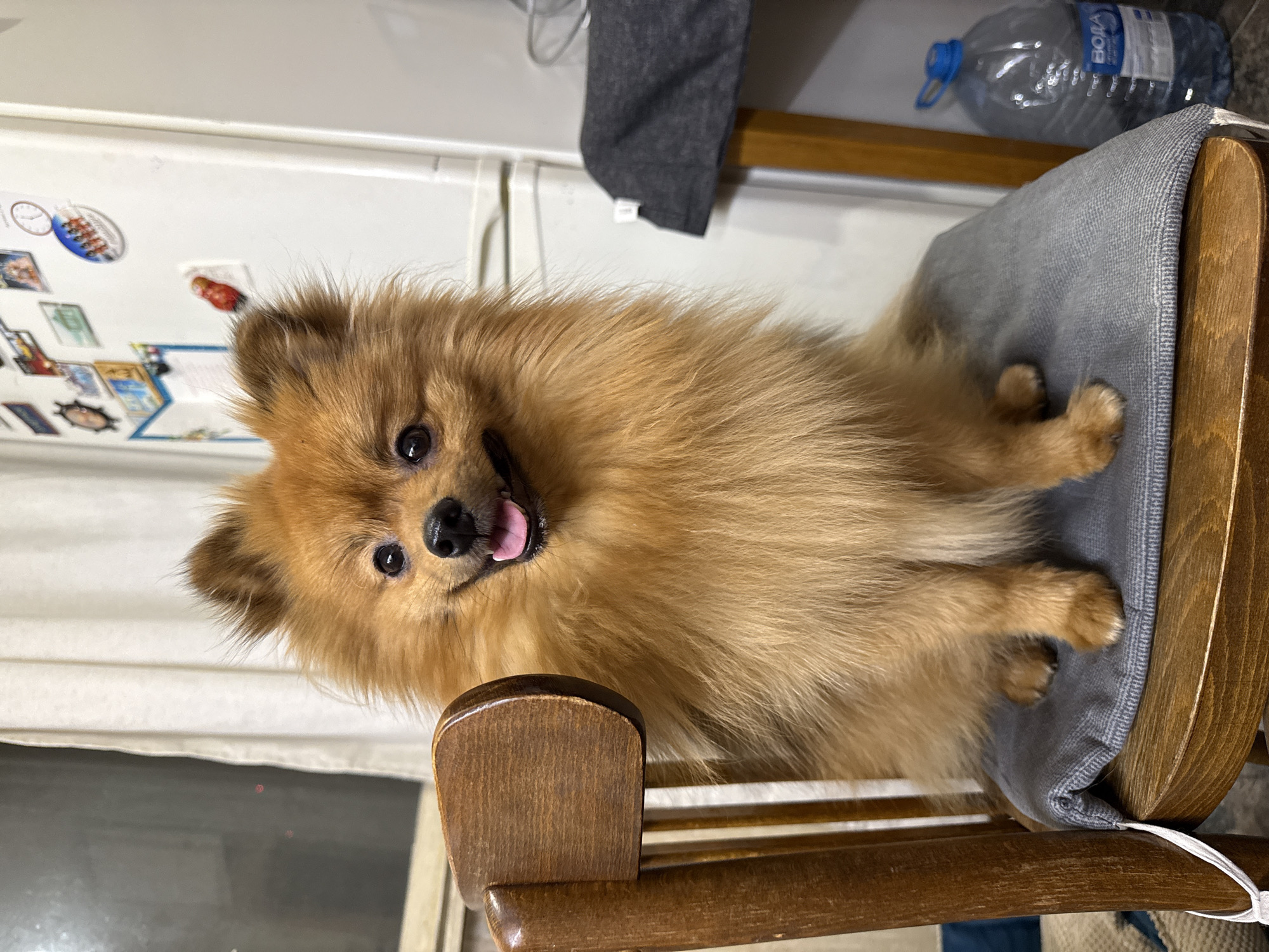 A medium-sized, light brown Pomeranian dog sits on a wooden chair with a gray cushion. The dog's tongue is slightly visible. Behind the chair is a white refrigerator covered with magnets and a gray cloth hanging on the side. A bottle of water is visible on a surface next to the chair. The scene appears to be indoors. The location in the city of Khimki, Russia cannot be determined from the image.