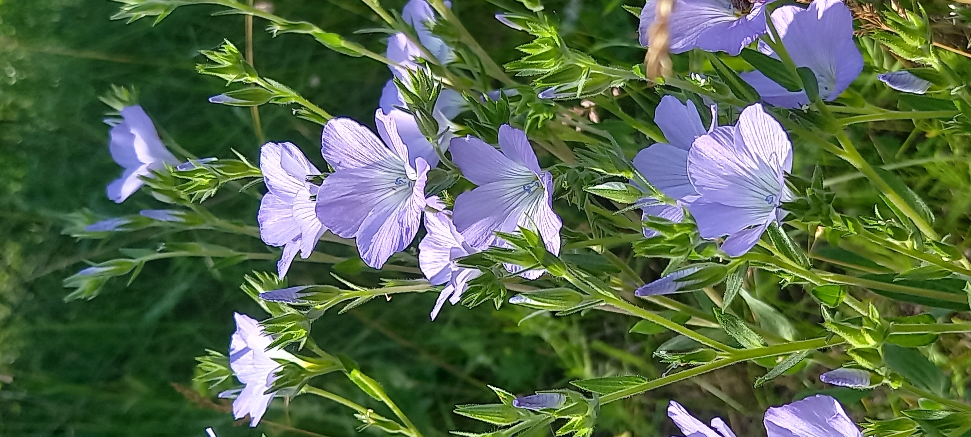 A close-up, vertical shot captures a patch of delicate blue flax flowers blooming in a natural, grassy environment. The flowers, with their thin, veined petals, are predominantly in the foreground and mid-ground, with some unfurled and others in bud. Green stems and leaves are abundant, creating a lush backdrop. The lighting suggests a sunny day, highlighting the textures of the petals and foliage. The setting is outdoors, likely a field or meadow, with out-of-focus greenery suggesting a larger expanse of vegetation. No people or man-made objects are visible. The image is devoid of any context suggesting its location within the city of Kryvyi Rih, Ukraine.