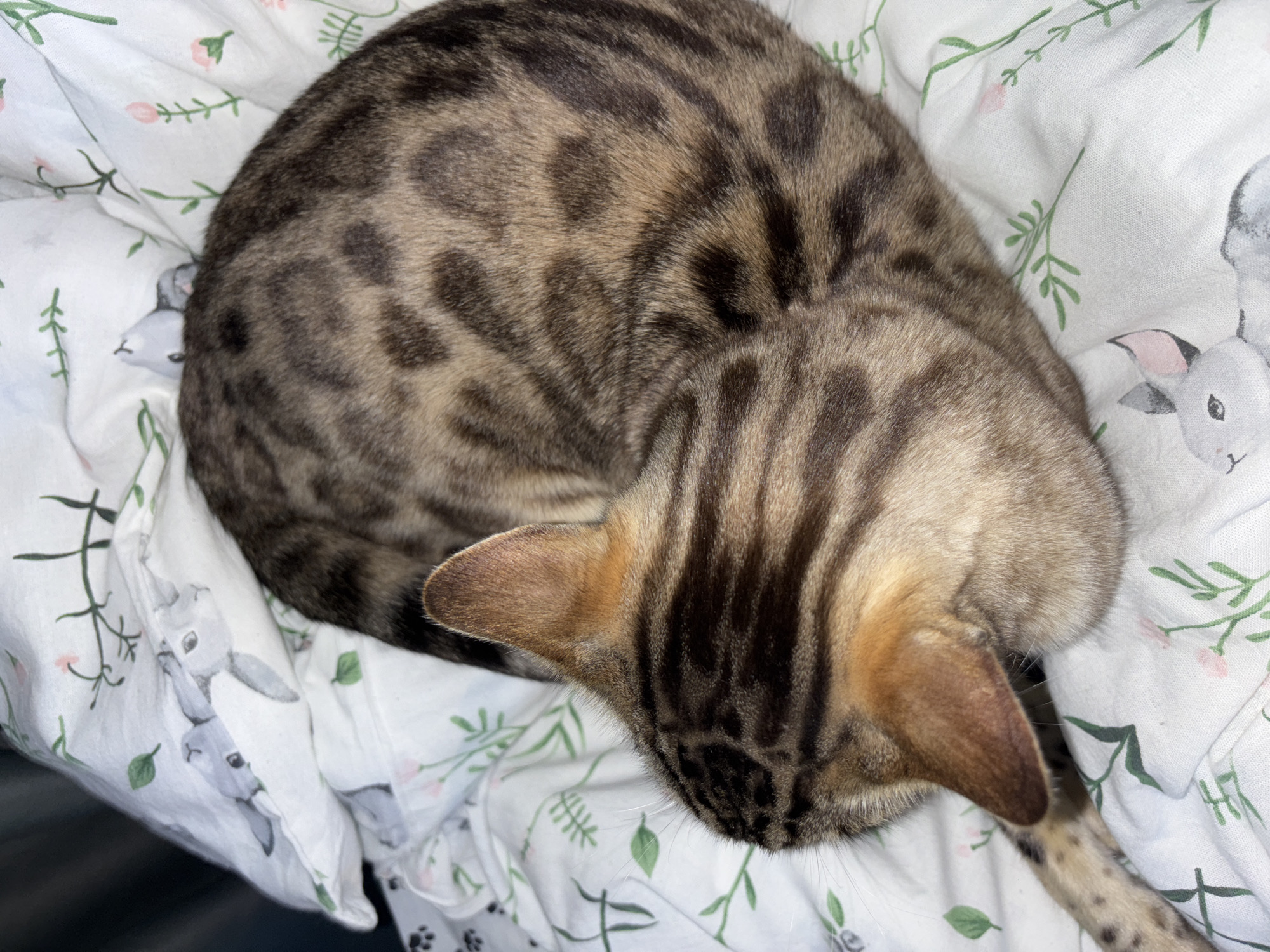 This is a top-down, close-up, vertical shot of a Bengal cat curled up and sleeping on a white blanket patterned with green sprigs and pink flowers, as well as cartoonish grey rabbits. The cat's fur is a mix of tan and brown with distinctive dark spots. Its head is tucked in, showing its ear and the striped pattern on its forehead. Part of its body and a leg are visible, also showing the characteristic spots. The lighting suggests an indoor environment, possibly a bedroom, at night or in a dimly lit room. There is no indication of the location being in Noviy, Russia, or any specific city.
