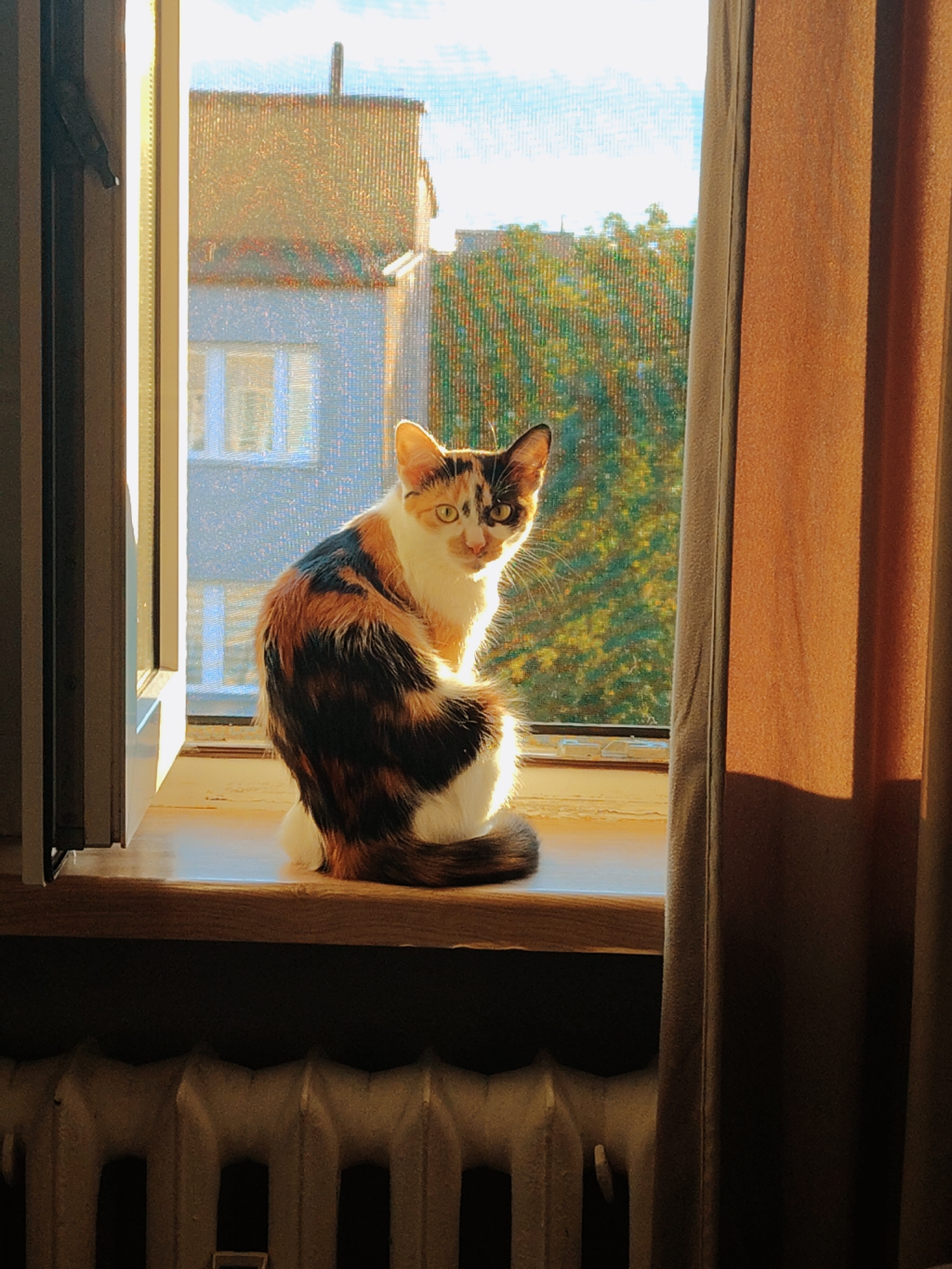 A calico cat sits on a wooden windowsill, bathed in warm sunlight streaming through a window. The cat is facing away from the camera, looking out at a view of buildings and trees. The window is open, and a brown curtain hangs to the right. In the foreground, a white radiator is visible. The scene appears to be a domestic setting in a city.