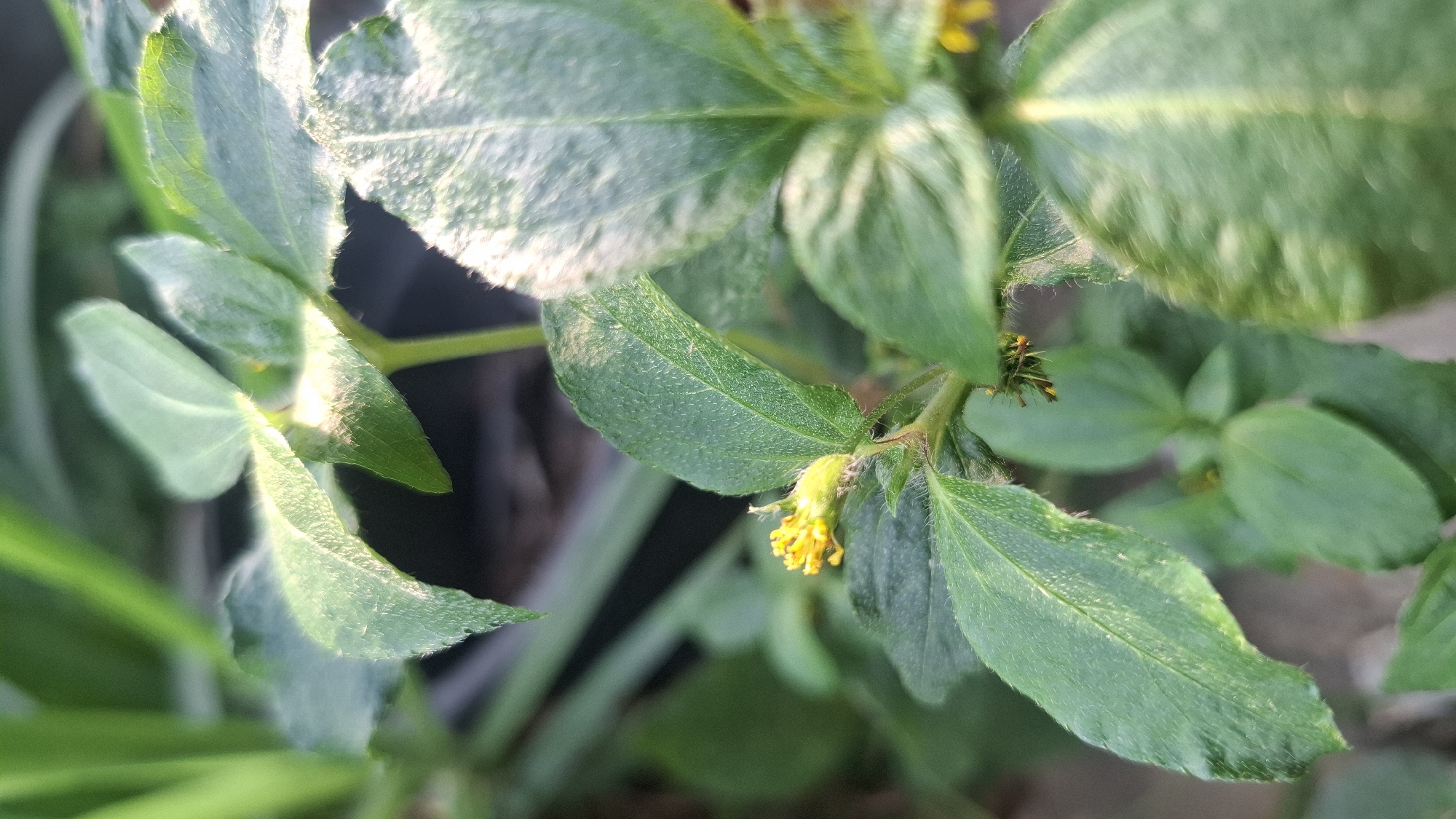 In Rahong, Indonesia, a close-up, eye-level shot captures a plant with several large, fuzzy, green leaves. A small cluster of yellow flowers is visible, surrounded by stems and more leaves, some of which are illuminated by sunlight. The background is blurred, showing hints of other green foliage and a dark, indistinct surface.