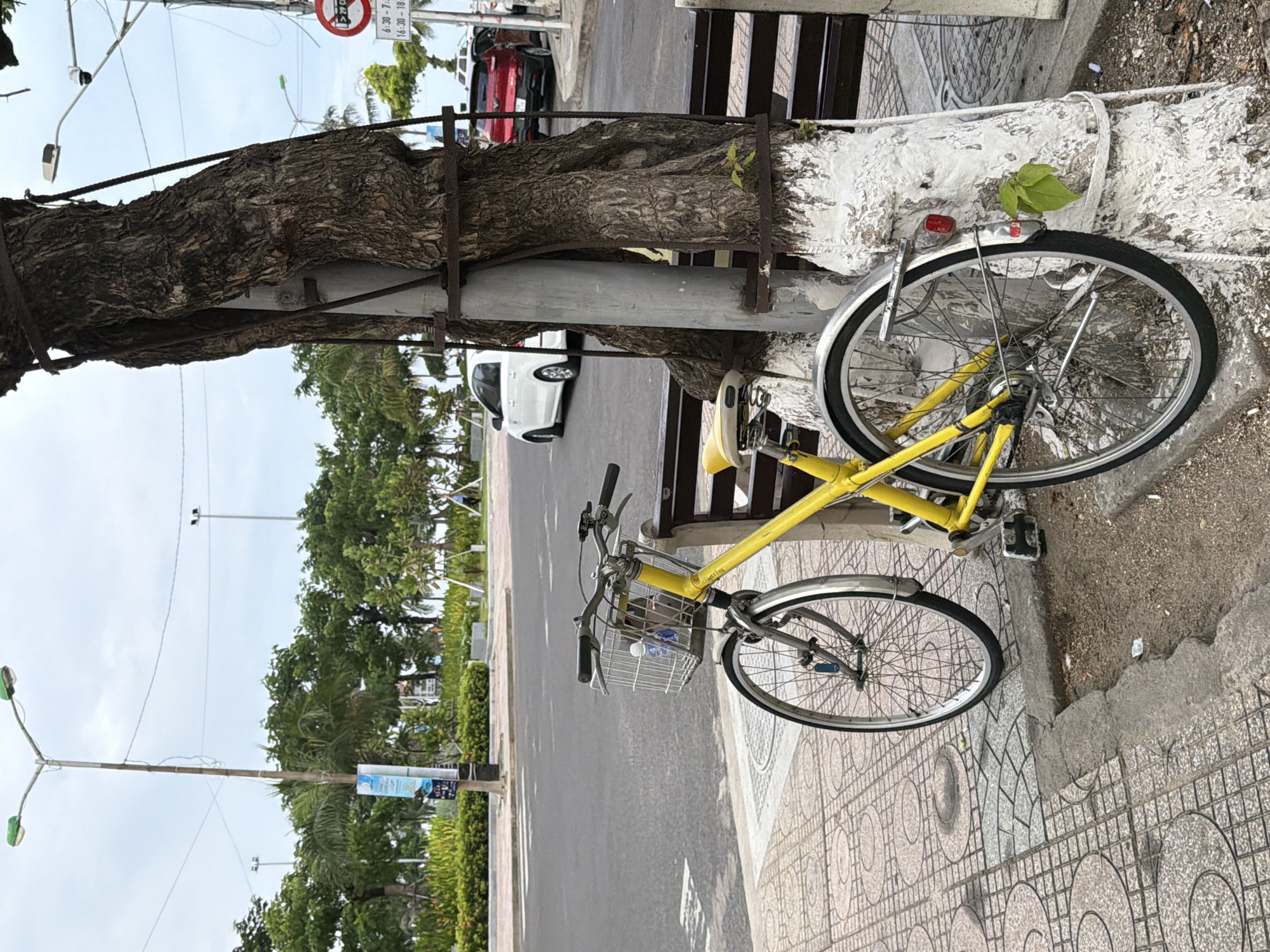 In Nha Trang, Vietnam, a yellow bicycle is parked on a sidewalk next to a large tree. The bicycle has a wire basket on the front containing a water bottle and a dark object. A portion of the tree trunk is wrapped in metal bands and is painted white near the base. A bench is visible behind the bicycle and tree. In the background, there is a paved road with a white car and a red car driving. Across the road, there are green bushes and trees, a street lamp, and a cloudy sky. A sign with Vietnamese text and a traffic symbol is attached to a pole near the cars.