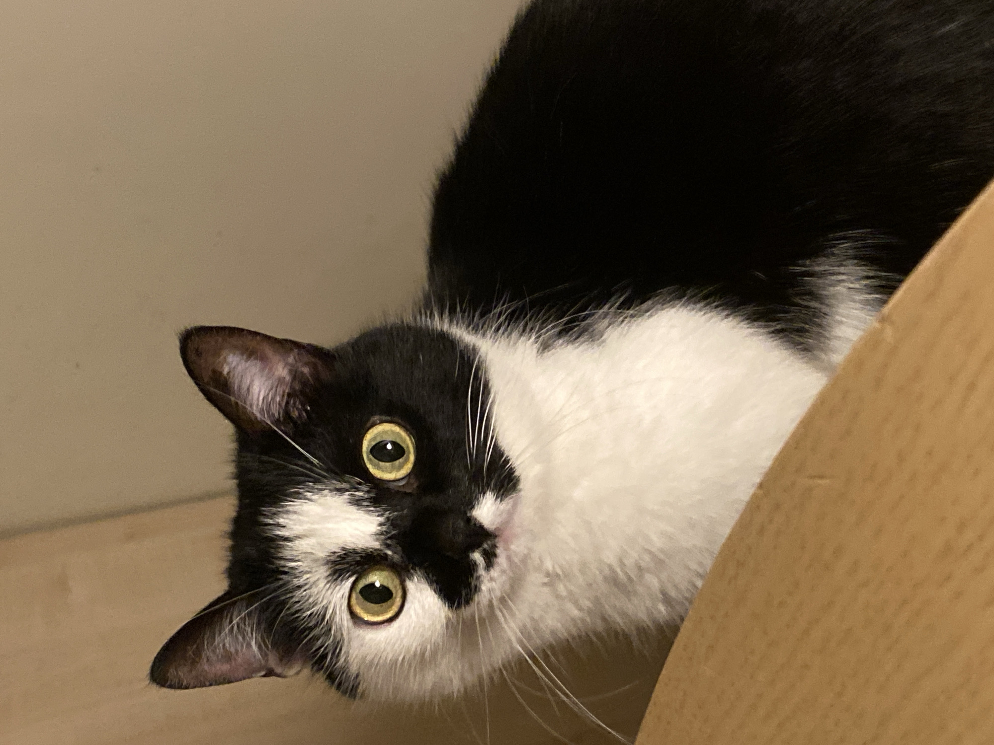 The image is a close-up, eye-level shot of a black and white cat. The cat is positioned on a light brown wooden surface, possibly a table or shelf, which takes up the bottom portion of the frame. The cat's face is turned towards the camera, with large, expressive yellow eyes that appear wide. Its fur is predominantly black and white, with a distinct black patch over its left eye and a white blaze extending from its nose up between its eyes. The cat's ears are erect and alert. The background is a plain, neutral-colored wall, out of focus. There are no discernible elements in the image that would allow for the determination of its location in Moscow, Russia.