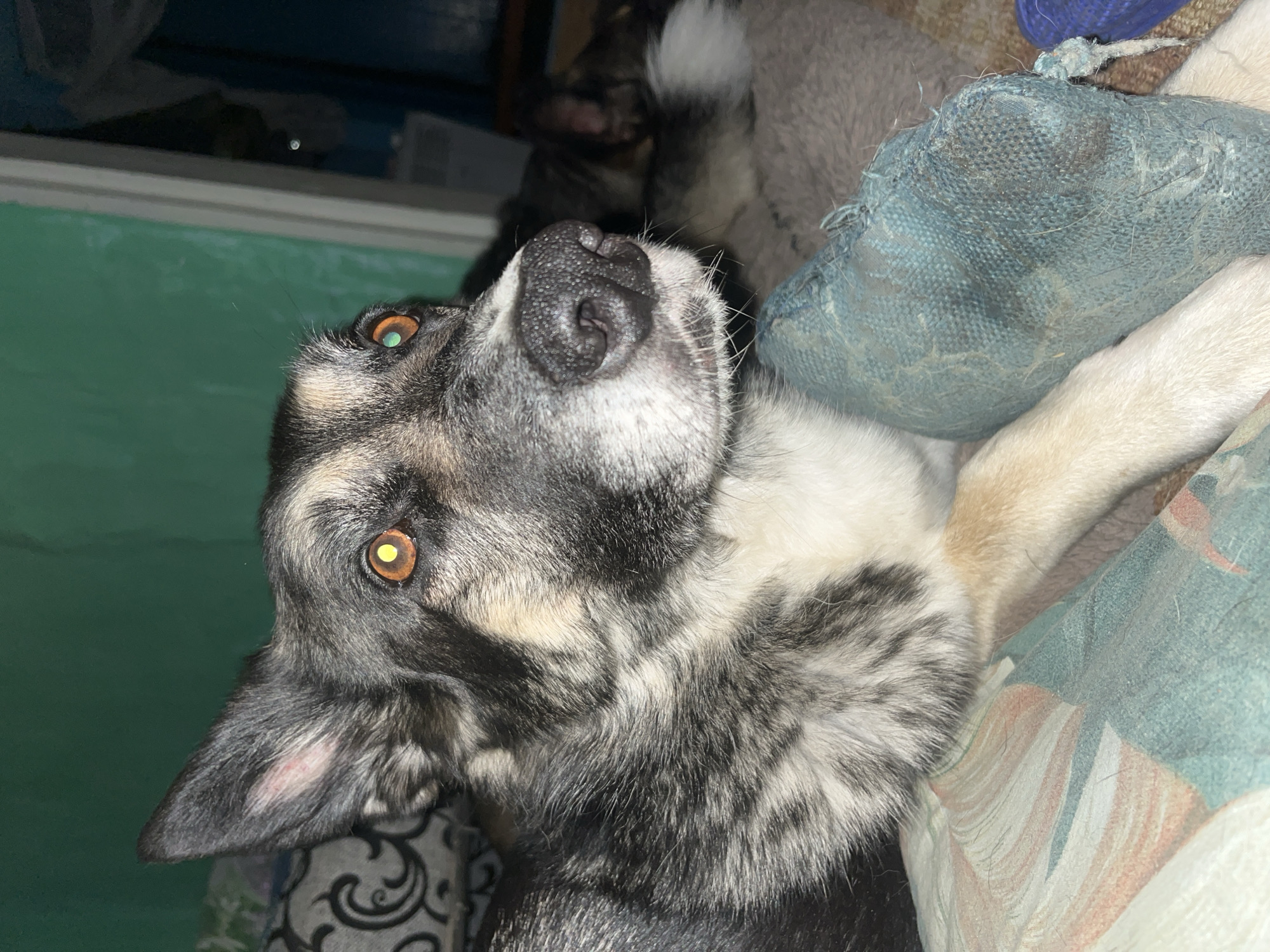 The image shows a close-up of a dog lying down, its head resting on a pillow. The dog has a predominantly grey and black coat with some tan markings around its face and eyes. Its eyes are a striking amber color, and its nose is black. The dog appears to be indoors, as indicated by the patterned fabric of the pillow and the green wall in the background. A second dog, partially visible in the background, is also lying down. The overall impression is one of a domestic setting, possibly a living room or bedroom. There are no discernible elements in the image that would allow for pinpointing a specific location in Nizhny Tagil, Russia.