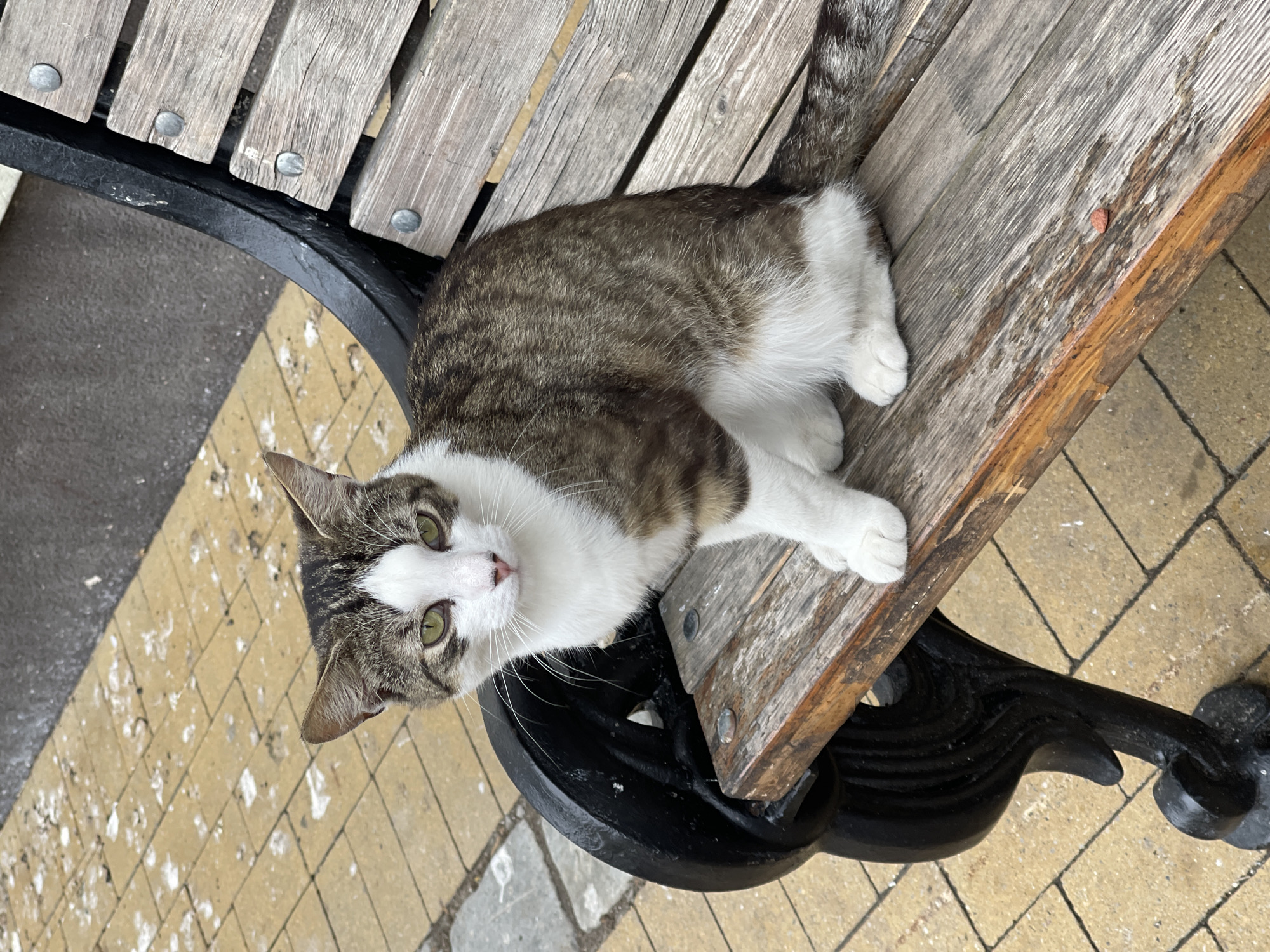 A tabby and white cat with green eyes is sitting on a weathered wooden park bench. The bench has black cast iron legs and is situated on a paved sidewalk made of yellow bricks. The cat is looking directly at the camera. In the background, there is a paved area with white splotches, possibly bird droppings. The scene appears to be outdoors, in a public space, and is consistent with a location in Zelenogradsk, Russia, known for its coastal parks and recreational areas where stray animals are common.