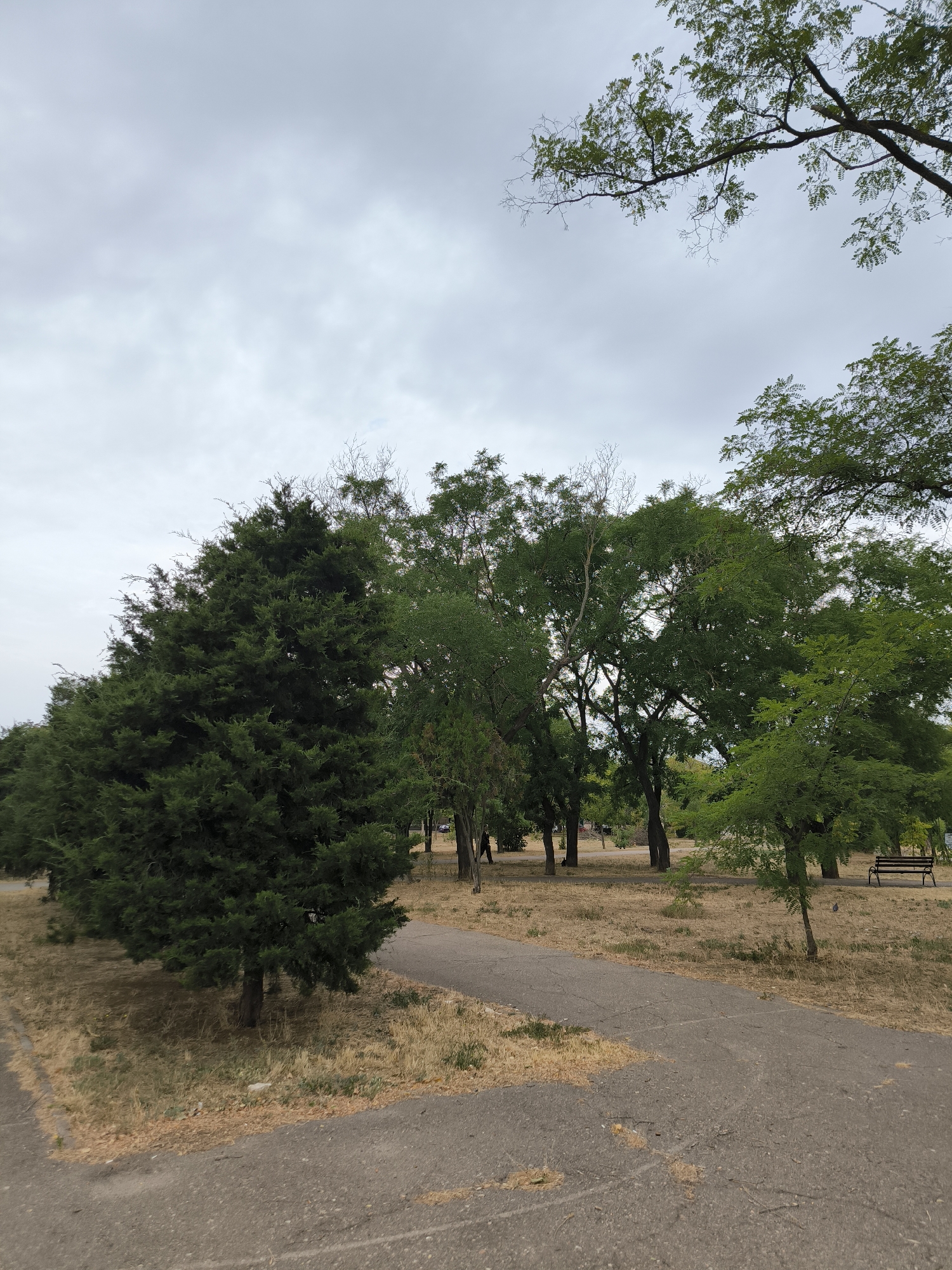 The image depicts an outdoor scene, likely a park, with a paved walkway curving through dry, yellowish grass. Several trees of varying sizes and foliage density are scattered across the landscape. In the foreground, a large, dark green evergreen tree dominates the left side of the frame, with a pathway running alongside it. Further into the park, a collection of deciduous trees with green leaves creates a canopy. The sky is overcast with a pale gray hue. In the background, a park bench and a few indistinct figures can be observed. The overall environment suggests a temperate climate and a somewhat arid season. The presence of a park bench and walkway implies a public recreational space. This image is consistent with many park areas found within the city of Mykolaiv, Ukraine, particularly during dry spells.