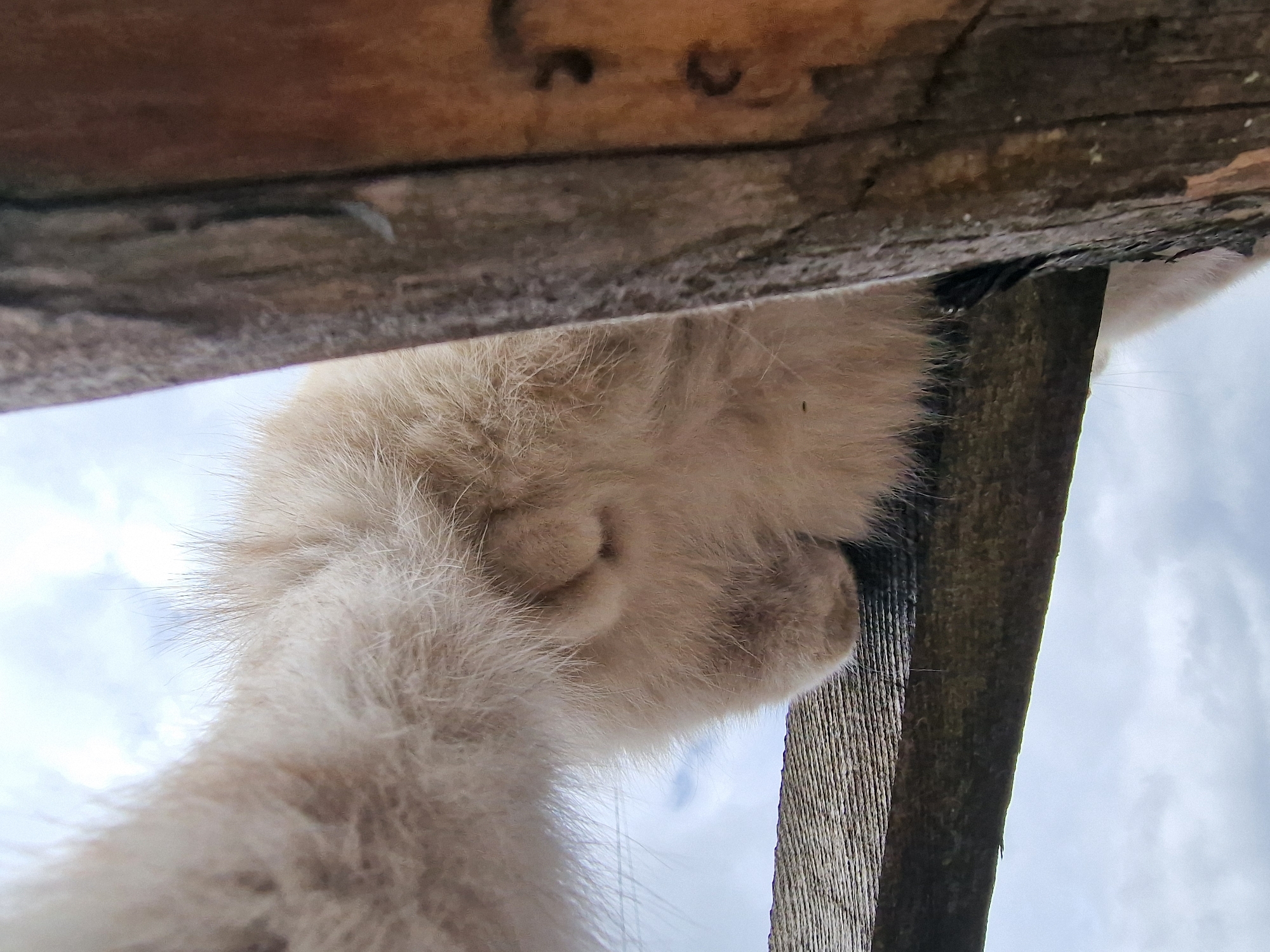 A close-up, low-angle shot reveals the fluffy paw of a light-colored animal, likely a cat, perched on a weathered wooden structure. The paw is positioned near a wooden support beam. Above the structure, a cloudy sky is visible. A search for Ablanitsa, Bulgaria provides no additional clarifying details.