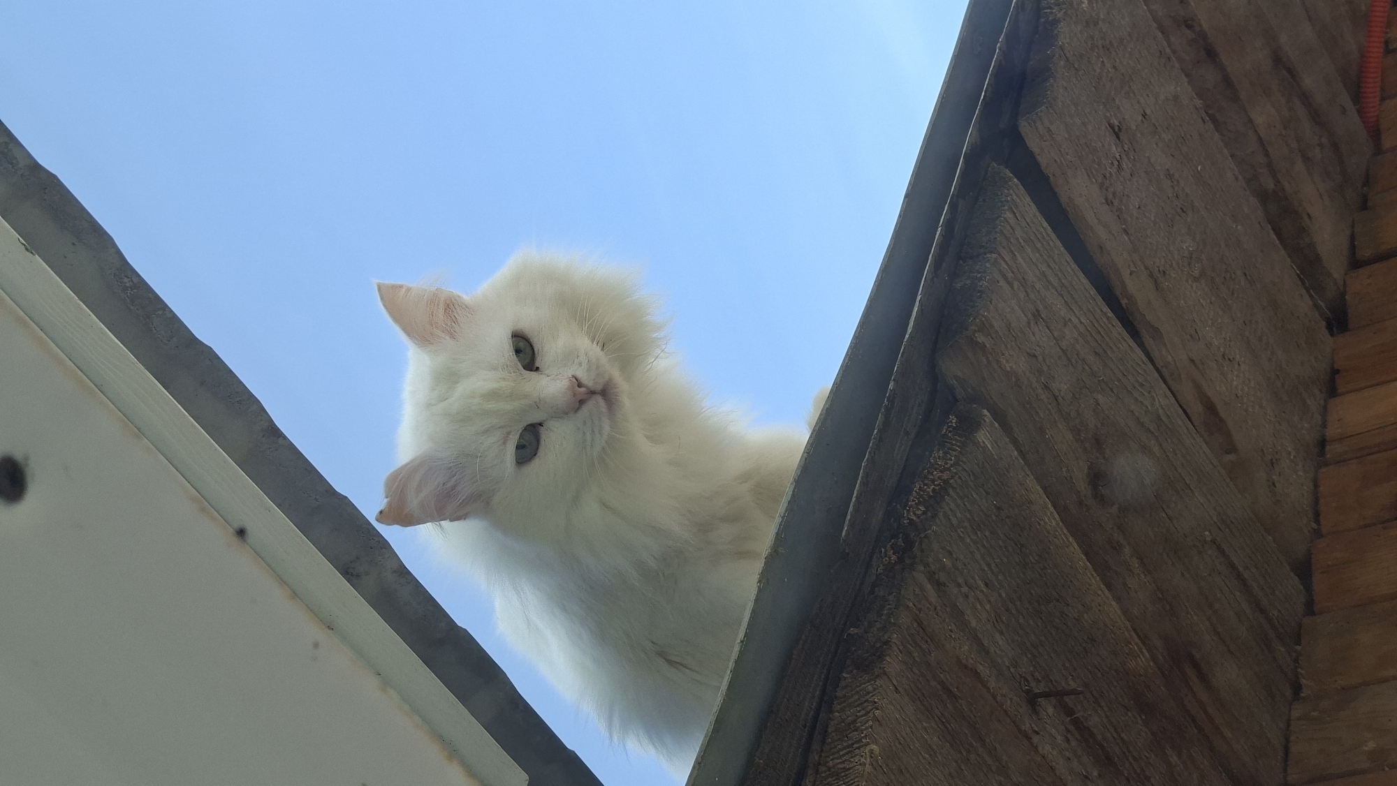 A low-angle shot shows a fluffy white cat peering down from atop a structure, possibly a building or shed. The cat is centered in the frame, its head tilted to the side as it looks downward. The background is a bright blue sky. The structure is made of both painted white and weathered brown wood. The location is Большой Букор, Russia.