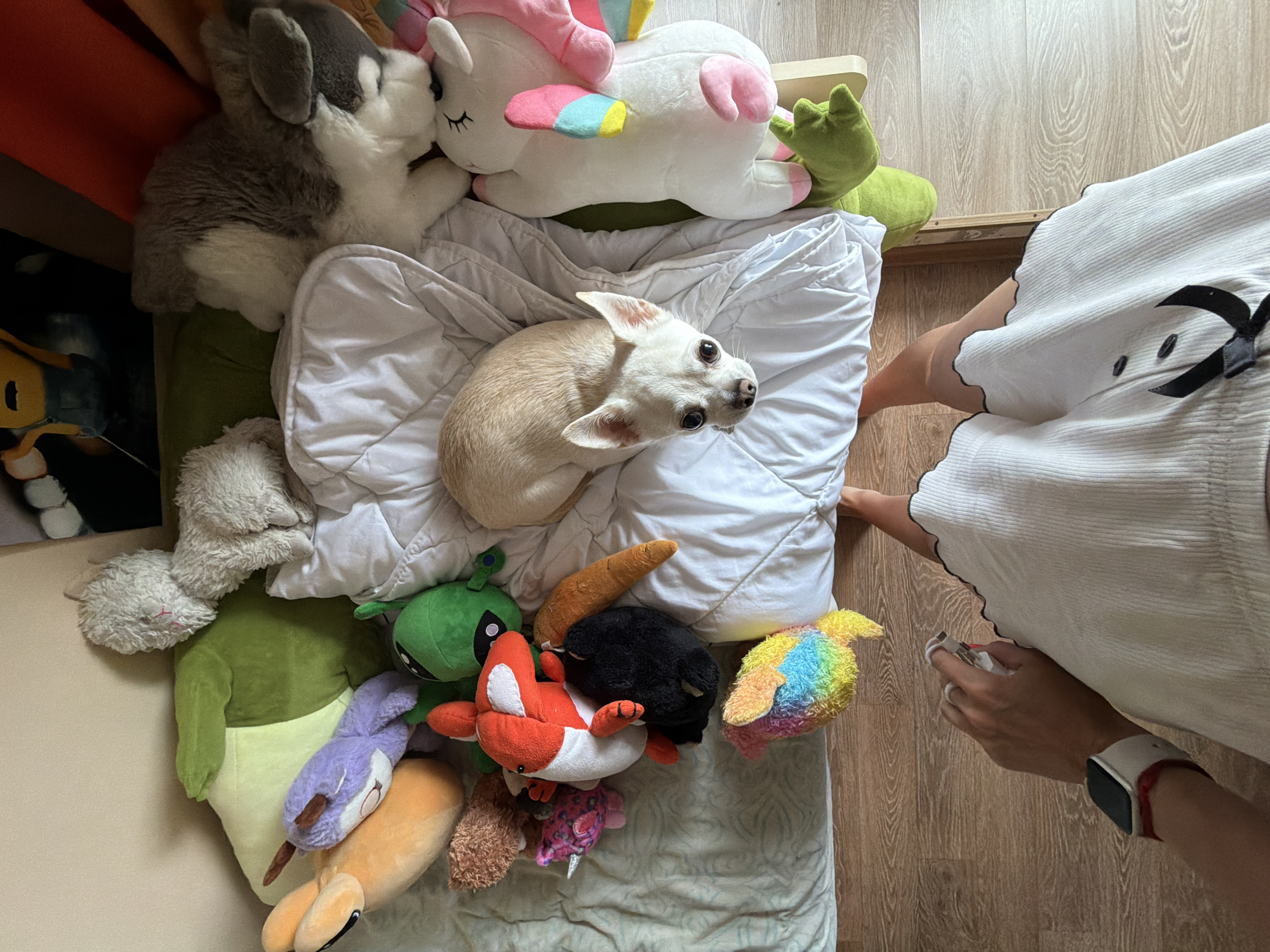 An overhead view captures an indoor scene in Birobidzhan, Russia, depicting a bedroom setting. A light-colored chihuahua-type dog is positioned on a white blanket covering a mattress, looking directly upwards towards the camera. The dog is surrounded by numerous plush toys, including a large white unicorn with pink and rainbow accents, a gray and white husky-like animal, a light gray fluffy creature, a green alien, an orange fox, a plush orange carrot, a purple deer, a small pink narwhal, a brown shaggy creature, a black blob, and a multi-colored rainbow-furred object.
A person stands at the foot of the bed, with their bare legs and lower torso visible. The person is wearing a white ribbed skirt or dress with a black scalloped trim and black decorative bows. The person's left arm is extended, holding a small white electronic device, possibly a charger or remote. A white smart watch with a red band is worn on the left wrist. The floor is made of light-colored wood planks. The background includes partial views of a wall and what appears to be other objects or furniture, including a green cushion and a faint image on a wall.