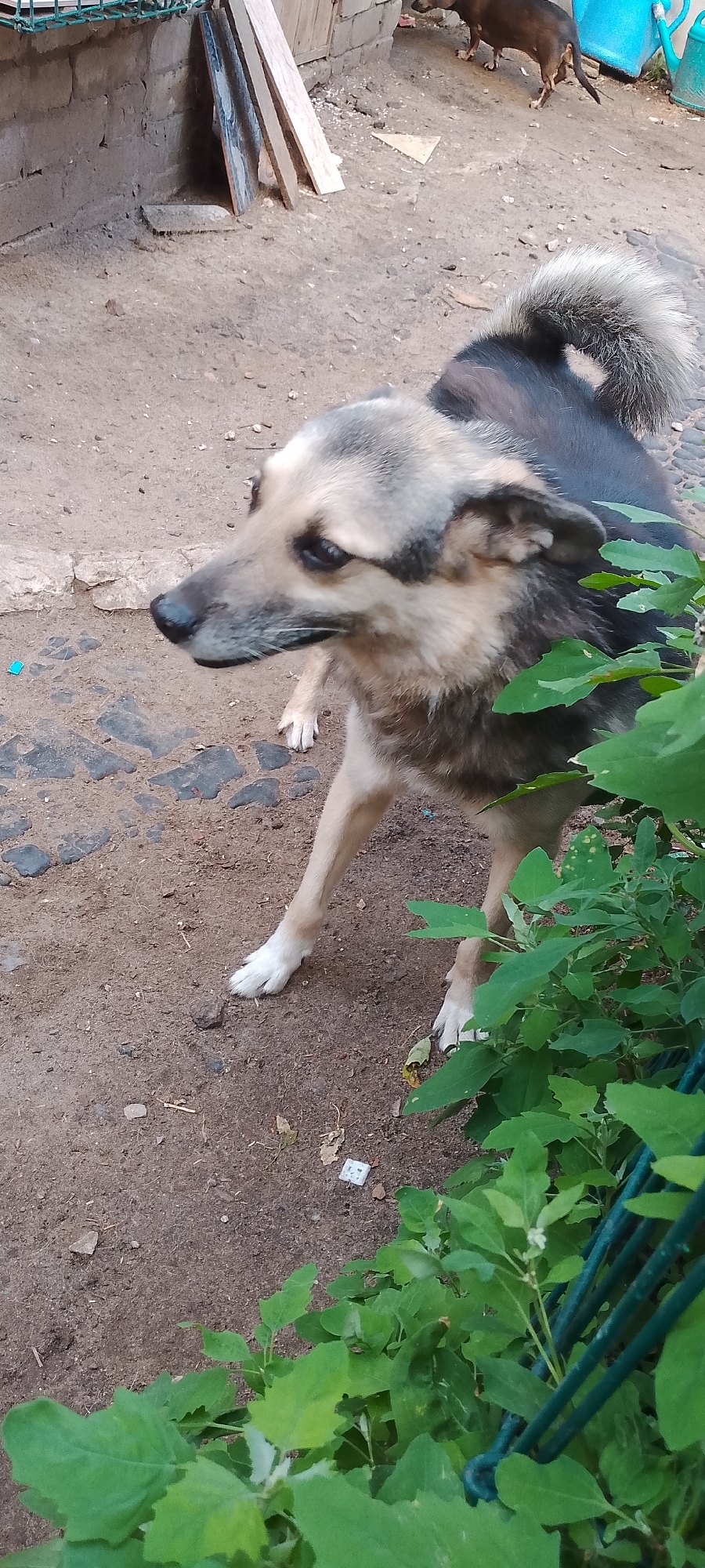 A medium-sized, mixed-breed dog with a tan and grey coat stands on a dirt and gravel surface. The dog is facing left, with its head turned slightly towards the viewer, and its tail is held high and bushy. Green foliage is visible in the foreground, partially obscuring the dog's lower body and the background. In the background, a brick wall and some wooden planks are visible. The scene appears to be an outdoor area, possibly a yard or alleyway. There is no indication of the city of Belgorod, Russia within the image.