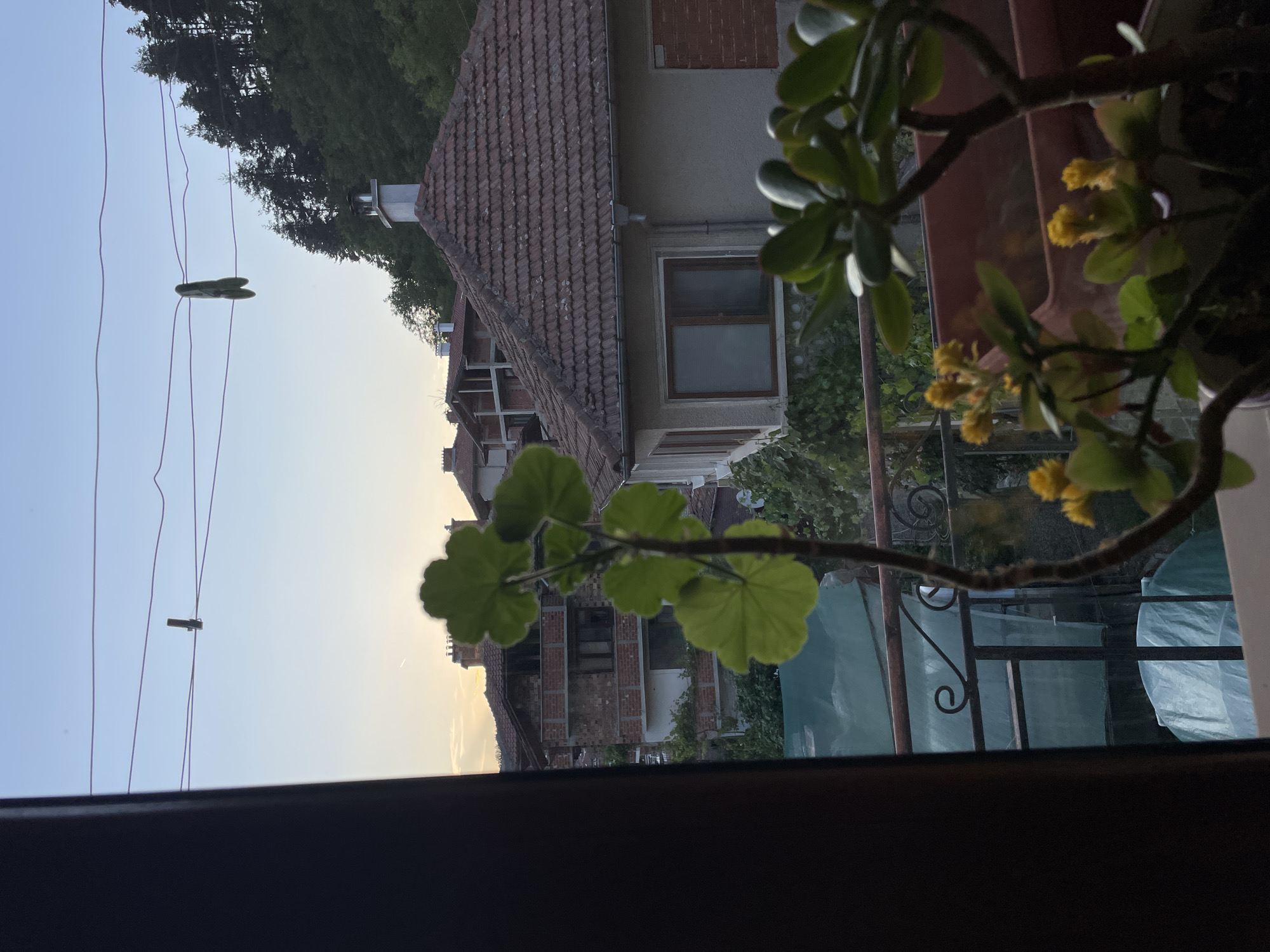 An outdoor, eye-level shot captures a view from a balcony or window overlooking a residential area in Zlatograd, Bulgaria, at dusk. The sky is a soft blue, transitioning into a pale yellow near the horizon, with wisps of clouds and a distant contrail. Clotheslines are strung across the upper portion of the frame, with a single clothespin visible. Below, a cluster of tiled-roof houses, some appearing older with exposed brickwork and others with more modern construction, are nestled against a wooded hillside. Greenery, including trees and vines, is abundant. In the foreground, out-of-focus houseplants, one with broad green leaves and another with small yellow flowers, partially obscure the view. A balcony railing with decorative metalwork and protective coverings is also visible. The scene evokes a sense of calm and quiet as day transitions into night.