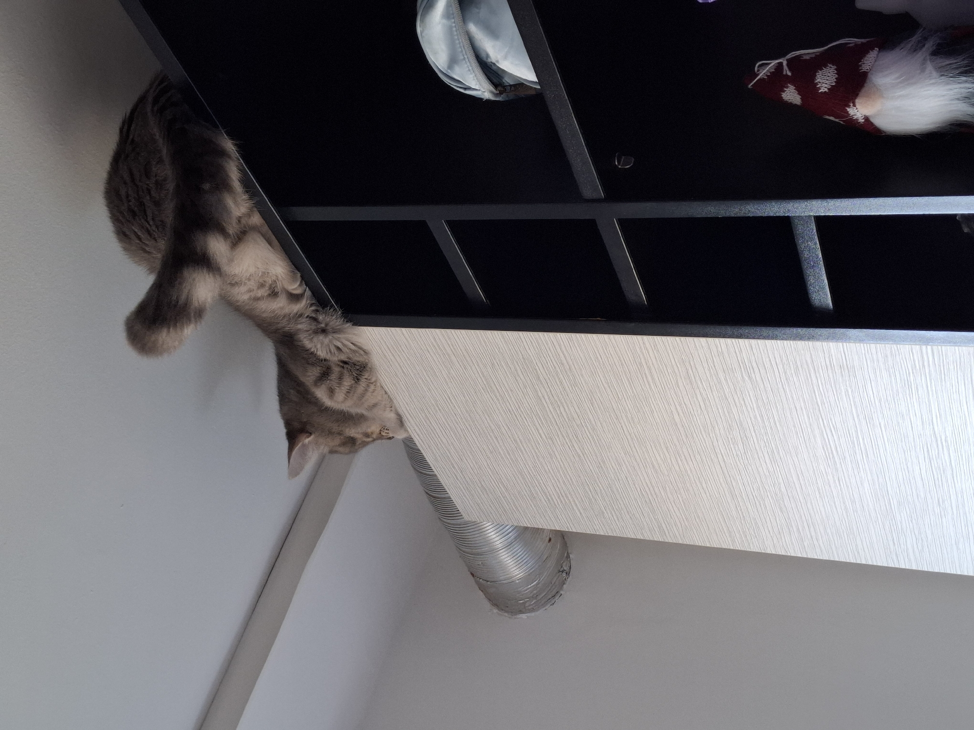 A gray tabby cat dangles off the side of a black shelving unit with items inside. The cat is reaching down toward a silver duct attached to a white wall. The location is unknown, and there is no information to indicate the scene is in Novi Sad, Serbia.