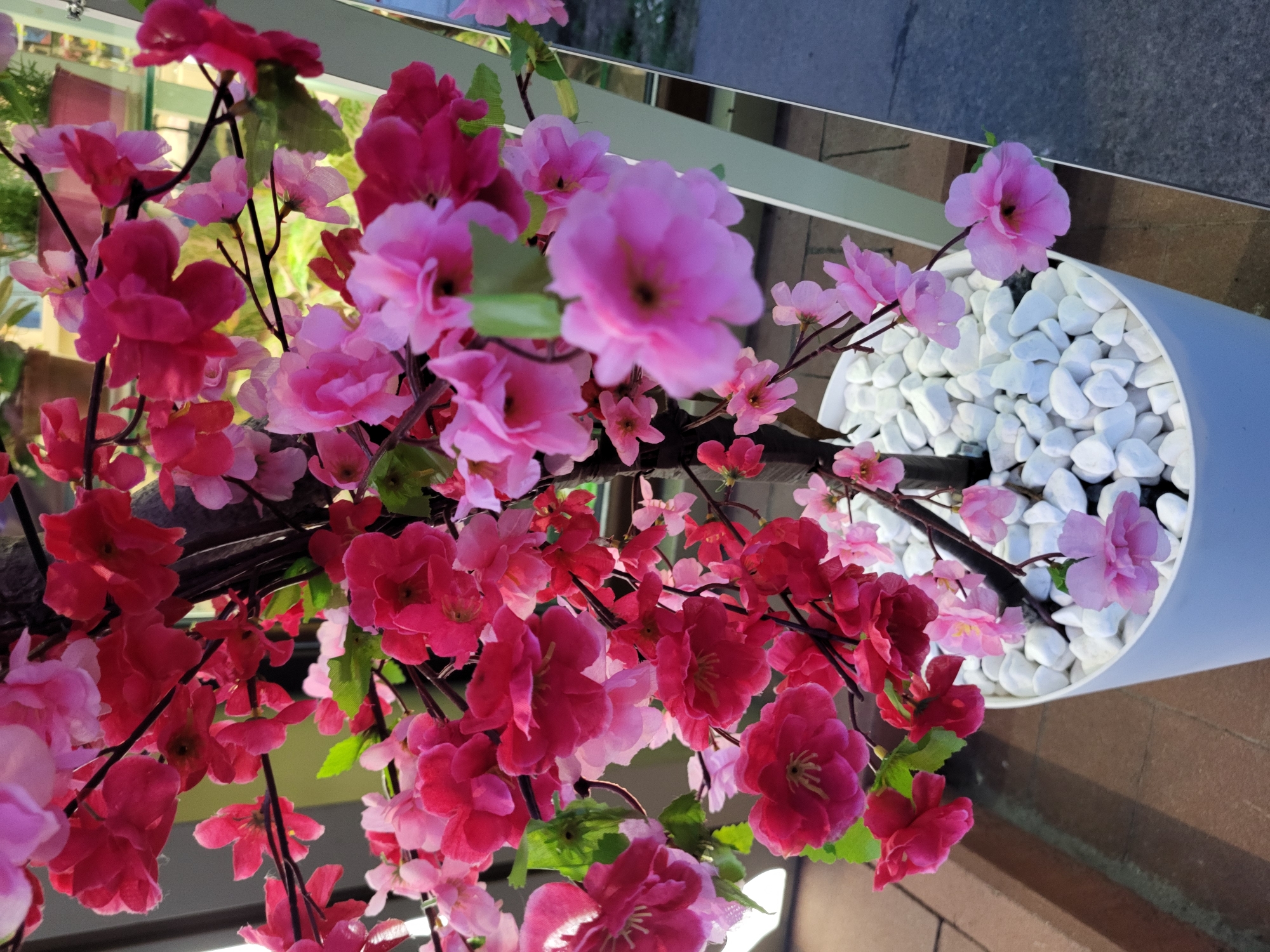 A close-up, vertical shot captures a white potted artificial cherry blossom tree with numerous pink and red flowers. The pot is filled with white stones. The tree is positioned outdoors, with a blurred background suggesting a city environment. Hints of greenery and terracotta pots are visible in the background, along with a mirrored surface reflecting the surroundings. The lighting suggests it is either early morning or late afternoon. The location is identified as Horishni Plavni, Ukraine.