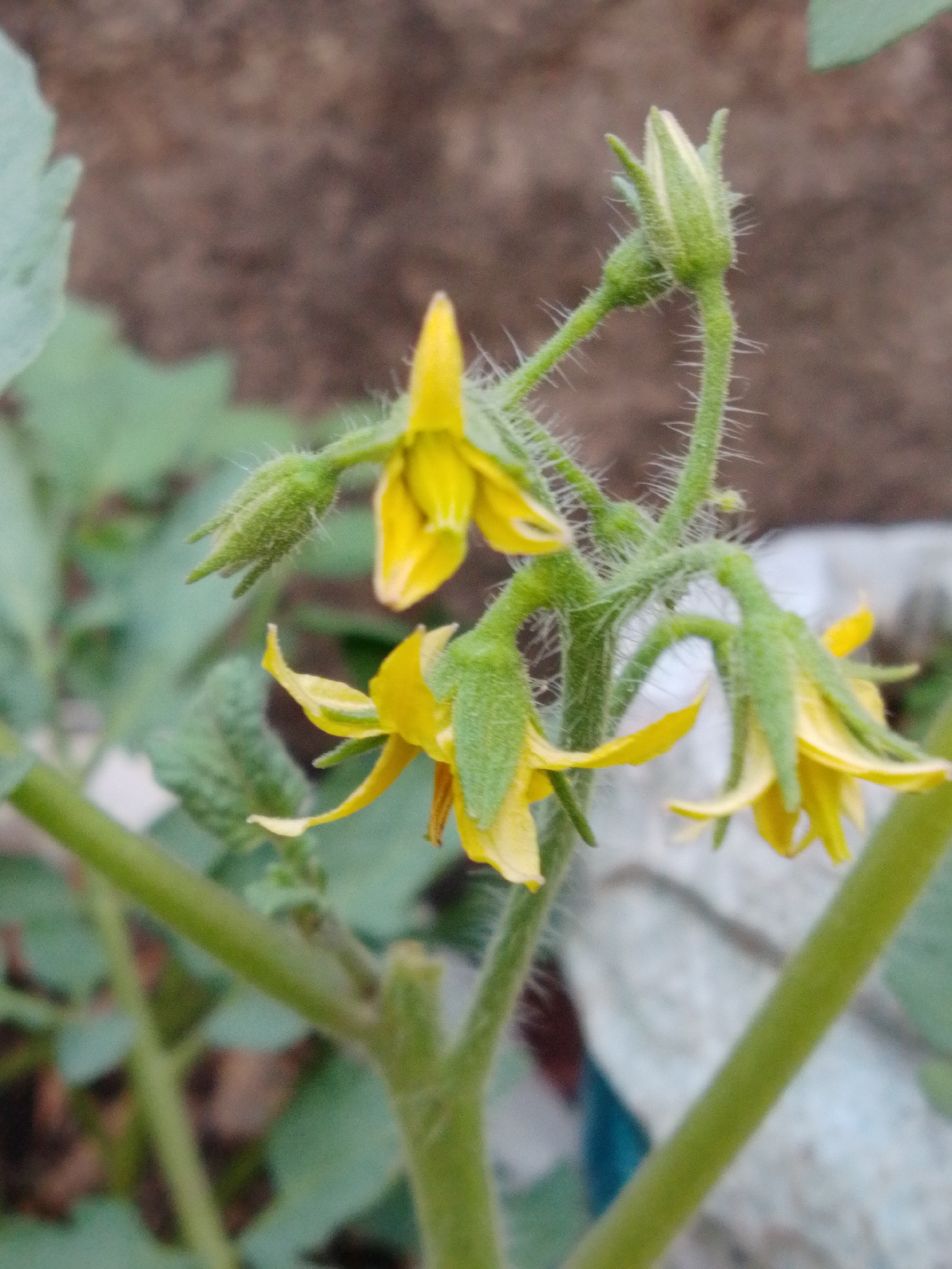 This is a close-up, eye-level shot of several yellow tomato flowers and green buds on a plant. The flowers have five petals and are clustered on fuzzy green stems. Some of the flowers are fully open, while others are still closed buds. The background is out of focus and appears to be a mixture of brown soil and greenery. The image was taken in Bandar Lampung, Indonesia.