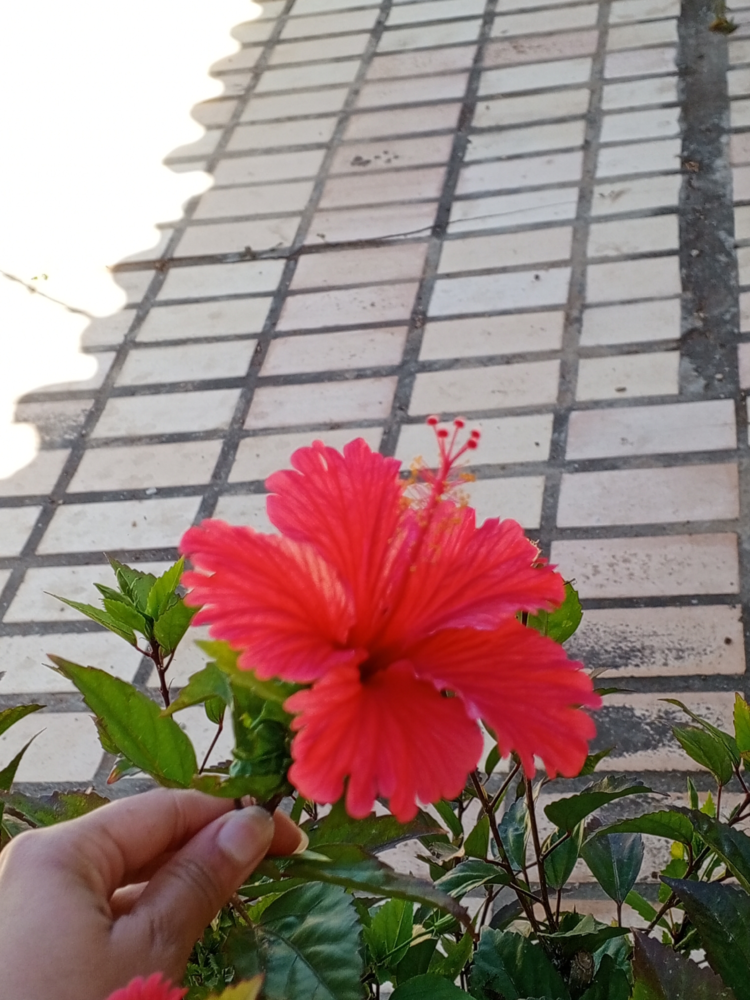 A close-up shot of a bright red hibiscus flower in bloom, held by a hand with pale skin. The flower is positioned in front of a tiled surface, likely a sidewalk or patio. The tiles are light beige and gray, arranged in a rectangular pattern. The background includes other green leaves and foliage, suggesting a garden or outdoor setting. The photograph is taken in sunlight, indicated by the shadows cast on the tiles. The precise location in Porlamar, Venezuela cannot be determined from the visual information provided.