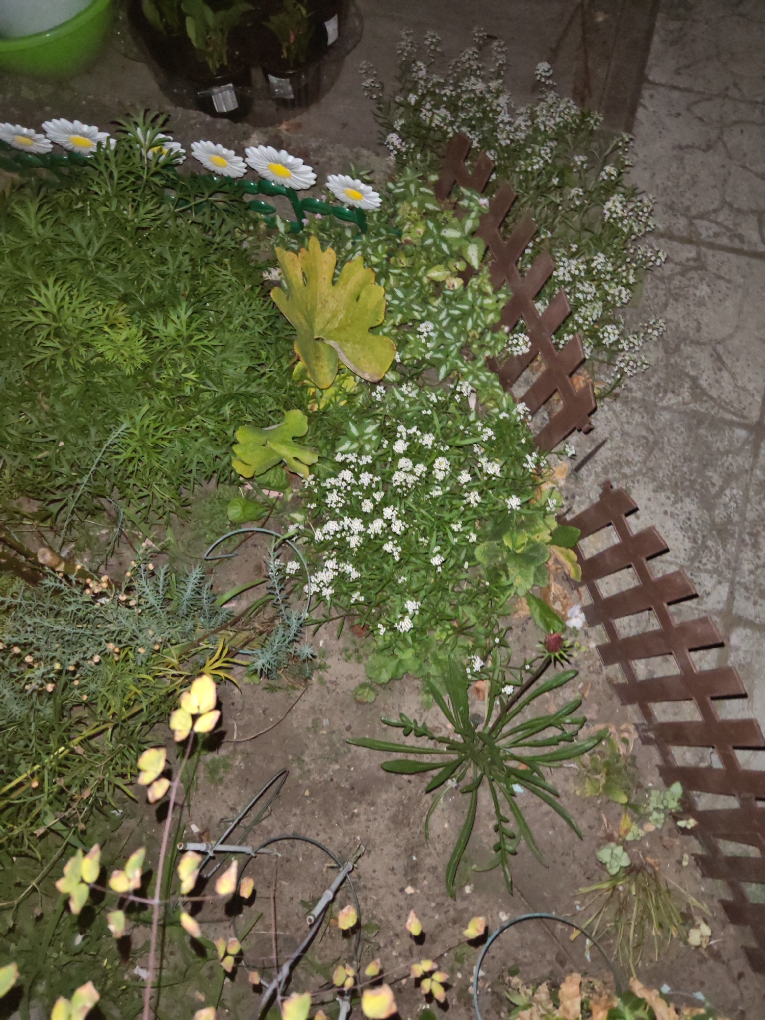 This image shows a garden bed at night in the city of Homyel, Belarus. The garden features several types of plants, including small white flowers, feathery green foliage, and some larger, yellowish leaves. A decorative brown lattice fence separates the garden bed from a paved area. In the background, a green plastic container holds more plants. The lighting suggests it is dark outside, possibly illuminated by artificial light.