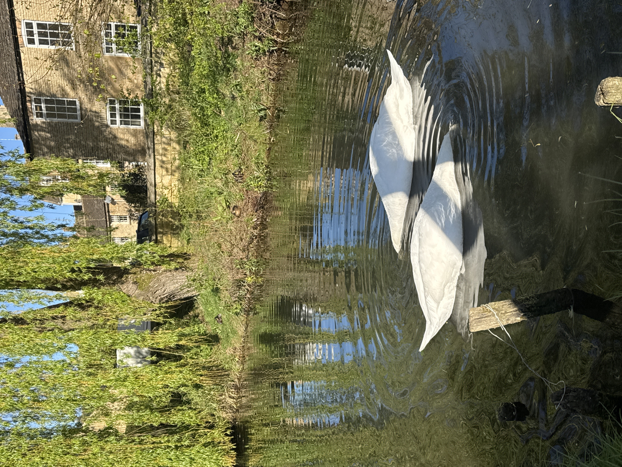 Two white swans are submerged in water, their tails upright. The water surface is rippled, reflecting the surrounding greenery and a building. The building has a light stone facade with multiple windows. The surrounding environment includes grass, trees, and wooden posts partially submerged in the water. The location is likely in the district of South Kesteven, United Kingdom, based on common waterfowl and architectural style.