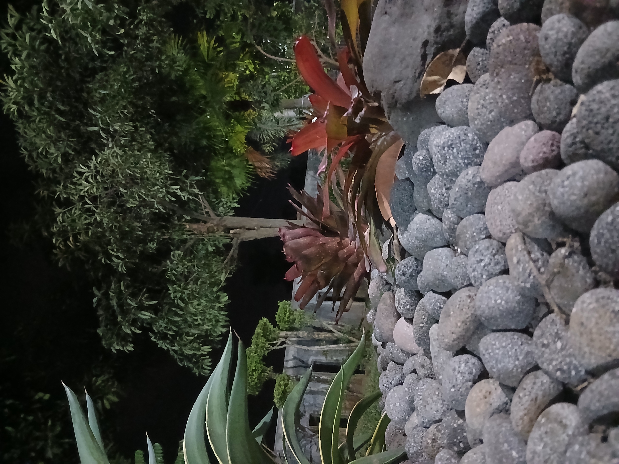 In the city of Tenggarang, Indonesia, at night, a close-up shot focuses on a cluster of rounded, grey stones in the foreground. Behind them, two vibrant red and burgundy bromeliad plants stand out, with one to the left appearing to be in slightly dimmer lighting. In the background, a medium-sized tree with green foliage is visible, and to its right, a dense arrangement of dark green trees and possibly palm fronds creates a lush backdrop. The scene suggests a garden or outdoor decorative area, with the lighting indicating it's after dark.