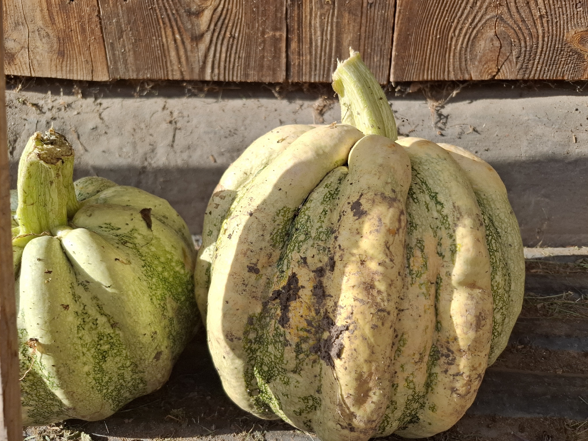 Two light-colored, bumpy gourds are sitting next to each other in front of a wooden wall. The gourd on the right is larger and more prominent, with a textured, pale yellow rind marked by green speckles and patches of dark dirt. It has deep vertical ridges. The gourd on the left is partially visible, appearing similar in color and texture, but with a damaged stem. The background consists of weathered wooden planks and a rough, gray wall. The scene is outdoors, likely in a rural or agricultural setting, possibly near a barn or shed. There are no people or animals present. The image was taken in the city of Амзя, Russia.