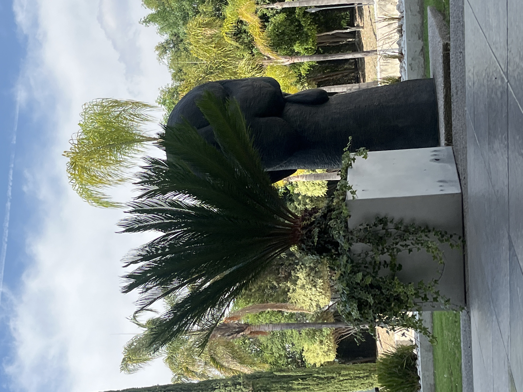 Here is a description of the image:
The photograph depicts a sculpture of a human head, likely made of a dark-colored stone or metal. The head rests horizontally on a rectangular white base, which is partially obscured by a dense, green plant with feathery leaves, possibly a cycad or palm. Green ivy or similar foliage also climbs over the base.
The sculpture is set outdoors in an area with trees, including palm trees. The background suggests a garden or park-like setting. The sky is visible with scattered clouds. The angle of the shot is low to the ground.