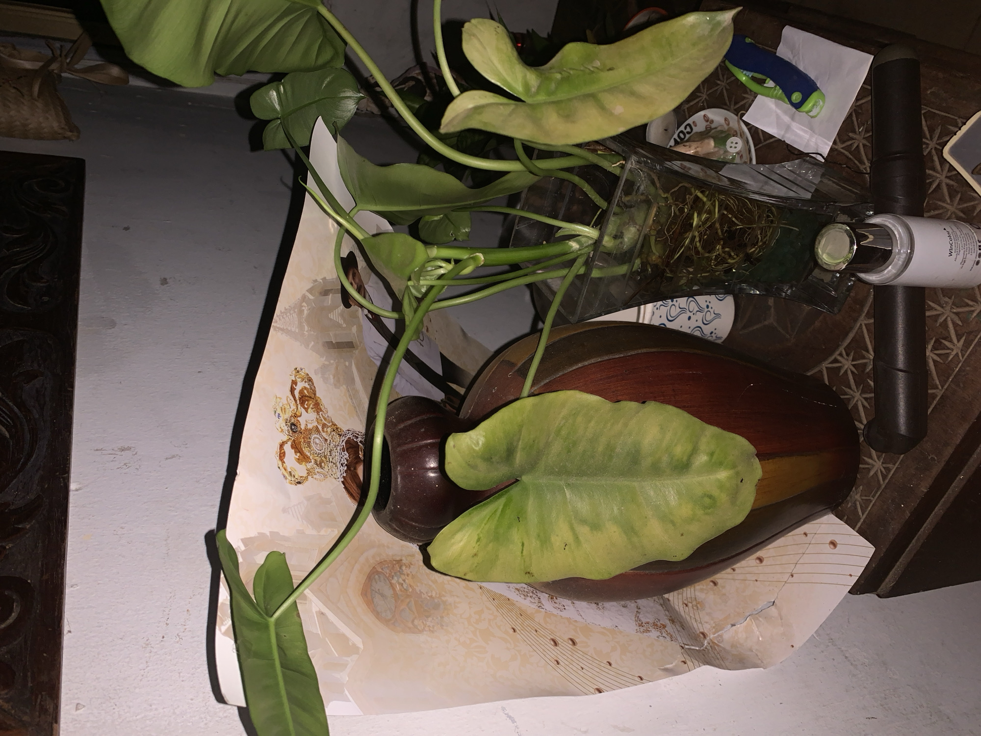 The image depicts a houseplant with yellowing leaves in a dark brown vase. The vase sits on a white surface with a damaged, patterned paper underneath. To the right of the vase, there's a clear container with visible roots, a small white dish containing small objects, a blue and green tool, a white bottle, and a dark, cylindrical object on a patterned wooden surface. The left side of the image shows a portion of a white wall and a dark brown, carved wooden object. There is no clear visual information that indicates a specific location within Santa Ana, Venezuela.