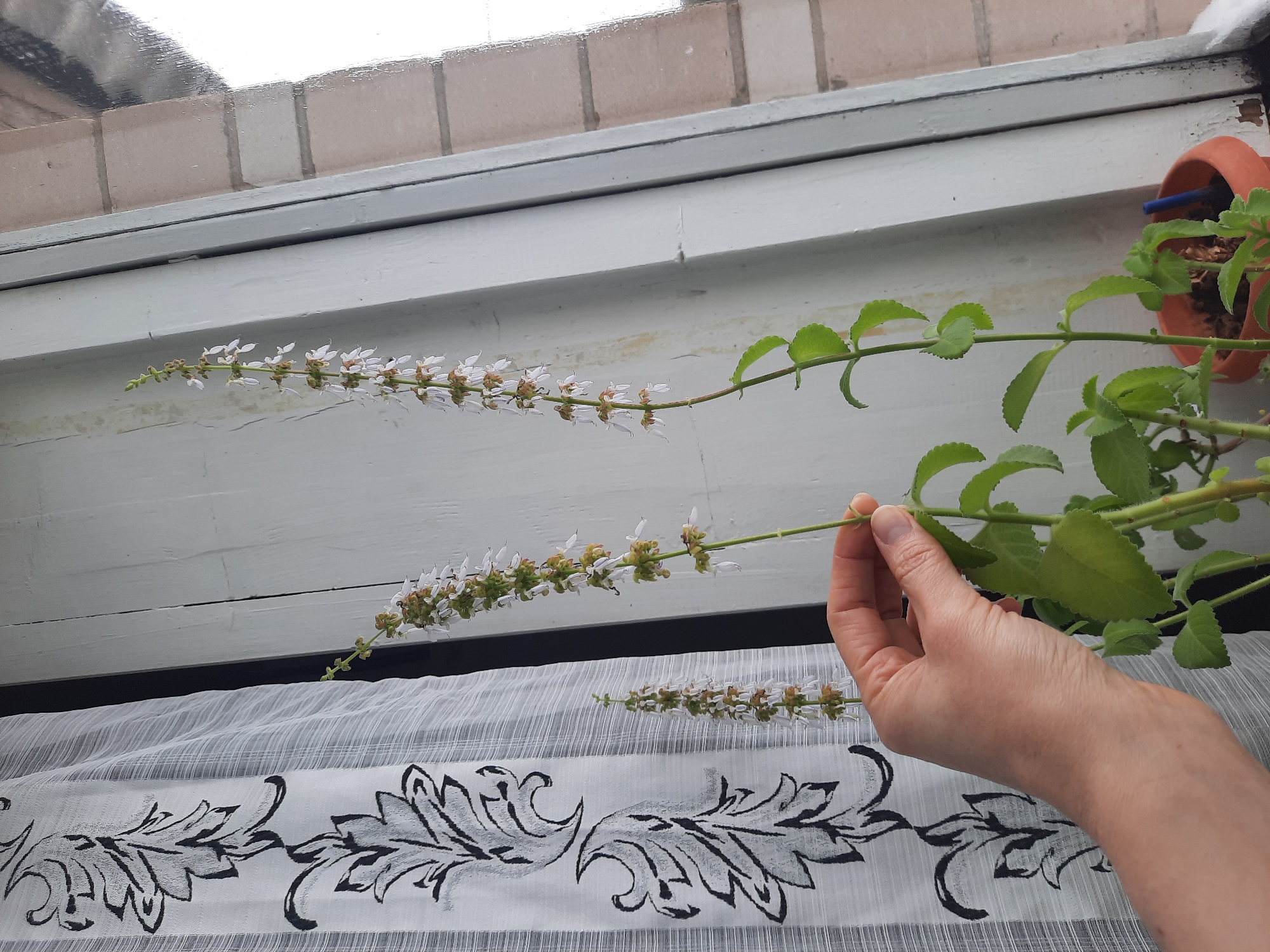 A person holds a flowering plant in front of a window in what appears to be an indoor setting. The plant is green with a long flower stalk displaying small white flowers. The window has a white frame with brick visible above. Below the plant, a curtain with a black and white floral pattern is visible. A terracotta pot is affixed to the window frame. Based on the prompt, the location is Архангельское, Russia.